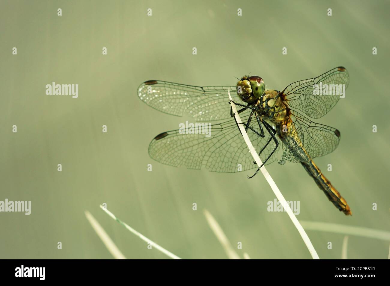 Dragonfly - Odonata - insetto Foto Stock