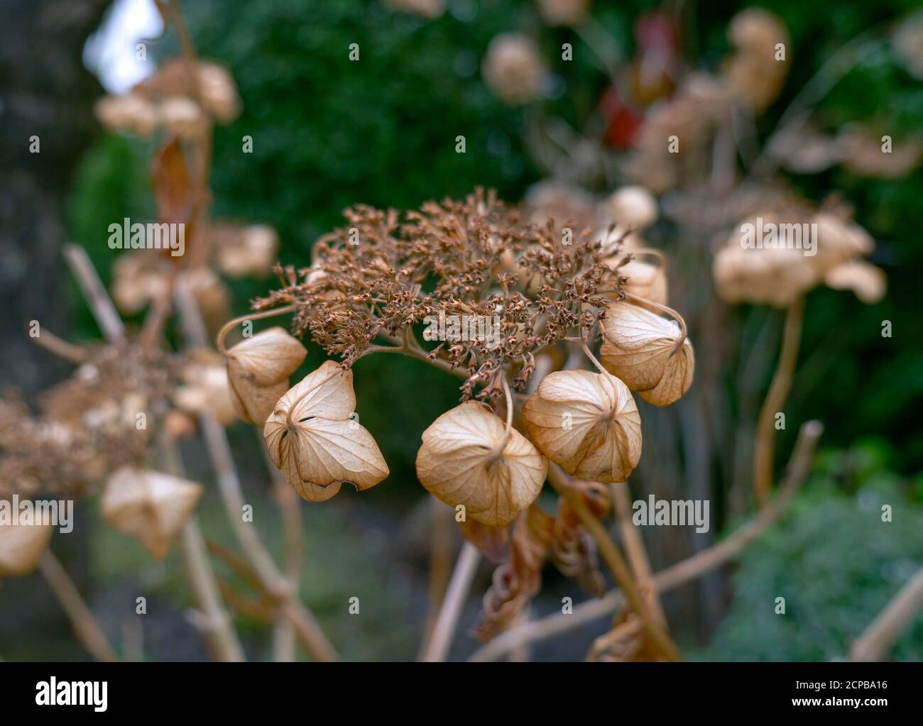 Idrangea selvatico in giardino (Hydrangea macrophylla) Foto Stock
