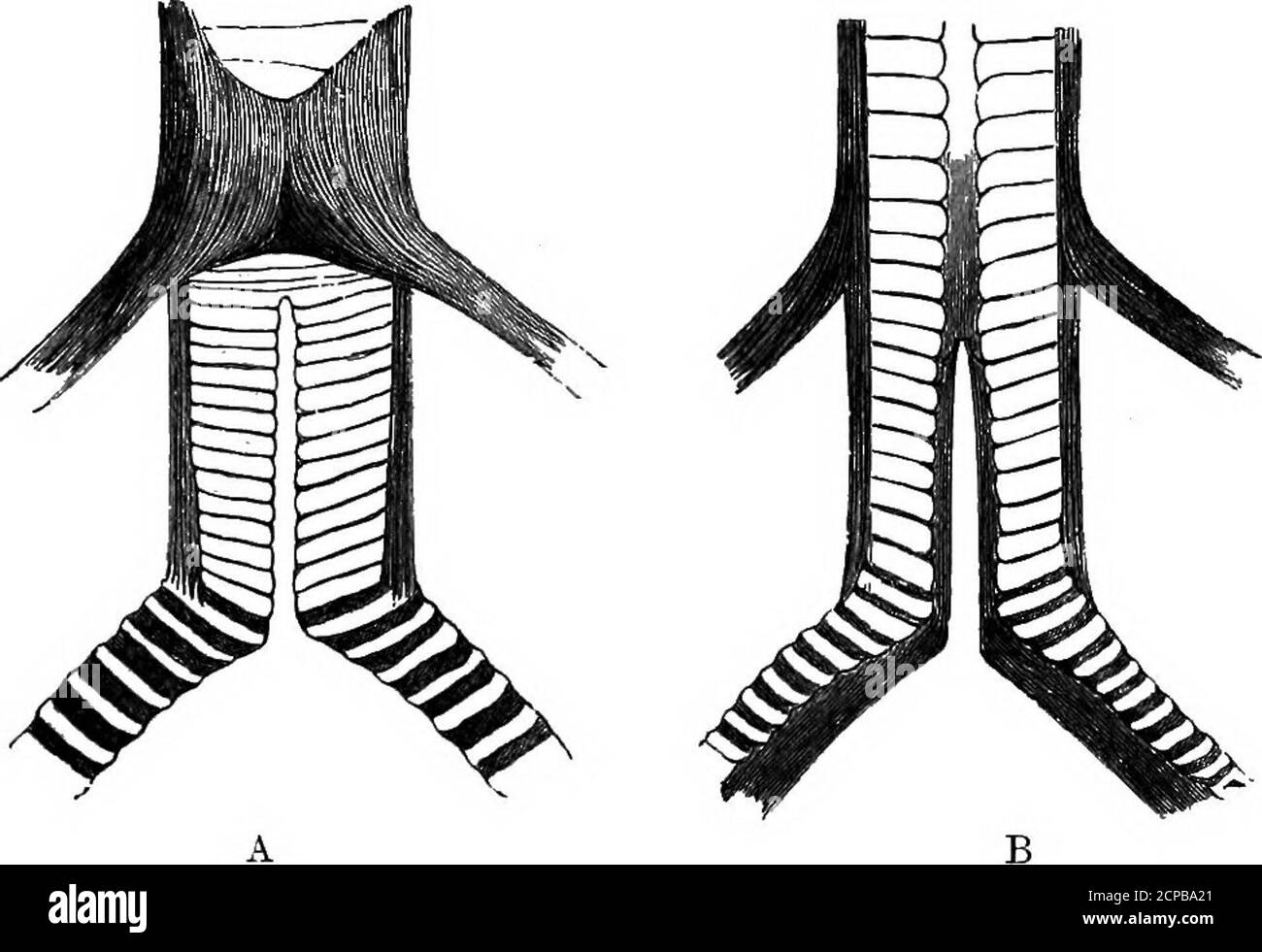 . La struttura e la classificazione degli uccelli . 278 STRUTTURA E CLASSIFICAZIONE DEGLI UCCELLI ^ ■CONSIDERATO. Ma i primi due o tre anelli del bronchusare anelli completi senza membrana interna. Dal quarto in poi, gli anelli sono semianelli. Sui sei inseriti i muscoli siringei. Coia è un po' inter-mediato. I primi sette semi-anelli bronchiali hanno le loro estremità interne separate da una stretta area di membrana. Al settimo sono attaccati i muscoli intrinseci di thesyrinx. Da questo punto inizia il timpanif orm mem-. FLG. 138.- -Sybinx di Gentrapas ateraXbiis (dopo BE Foto Stock