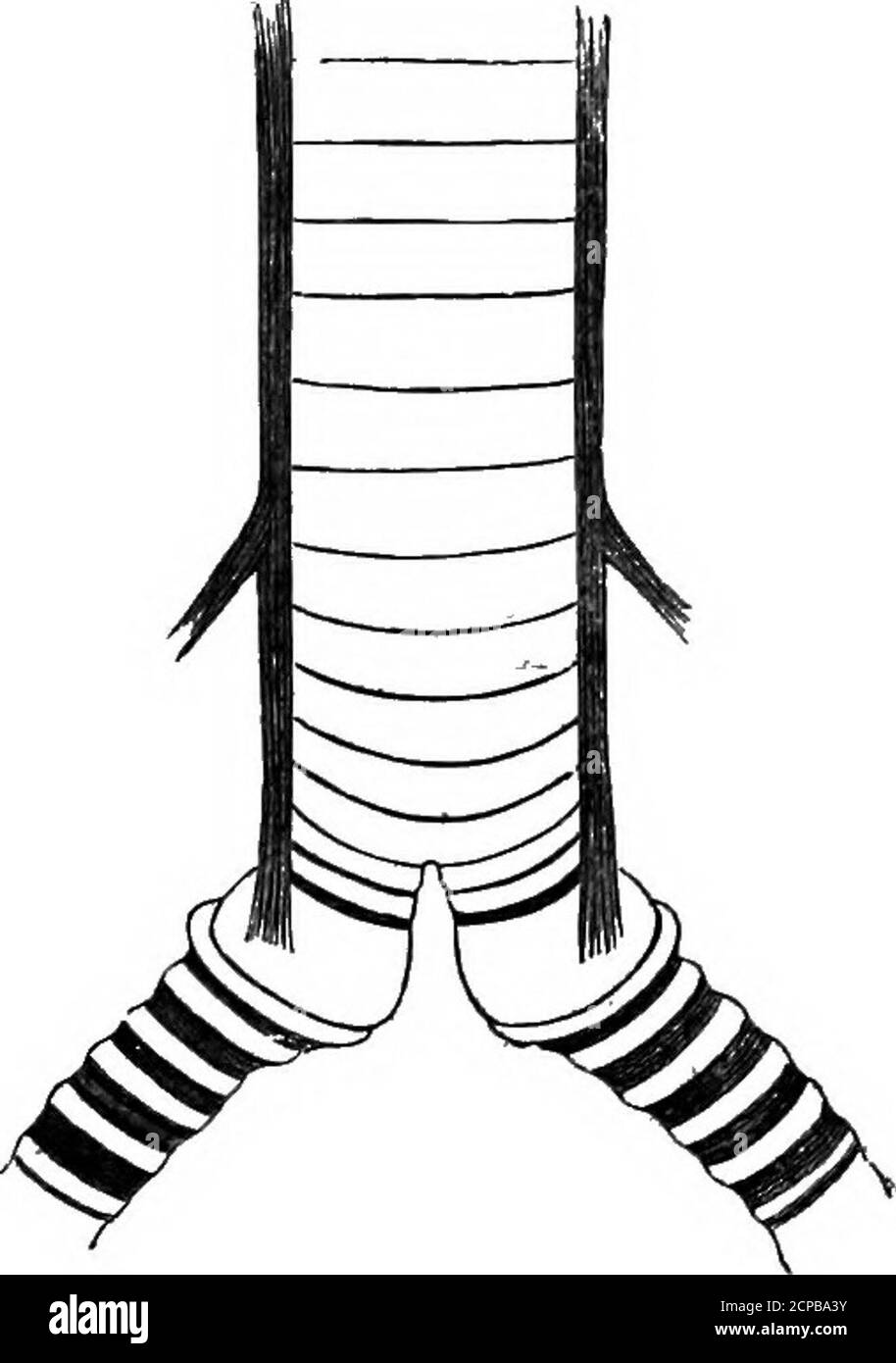 . La struttura e la classificazione degli uccelli . tracheale e i primi semi-anelli treebronchiali essendo ossificati ; i muscoli intrinseci sono attaccati, come in Piaya, al semi-anello bronchiale di fig. ui.-Syhx^xo^ Piaya cayancrterzo. (Aftek Beddabd). I Fenicotteri sono molto gli stessi, i restanti generi di cukoo la cui sirinx è più vicina simile a Crotophaga, anche se in loro la bronchialsirinx non è del tutto tipica. In Gentropus ateralbus, per esempio, i primi quindici anelli dei bronchi sono incompleti, interni e chiusi da membrana, ma l'area membranosa è stretta; quest'area è ampia Foto Stock