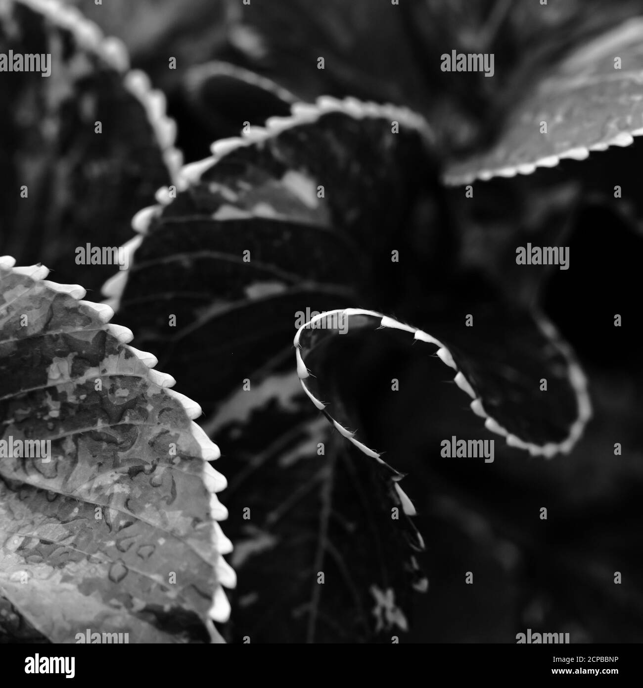 Un'immagine di profondità di campo poco profonda selezionata sulla macro di foglie con punta bianca con motivi in bianco e nero Foto Stock