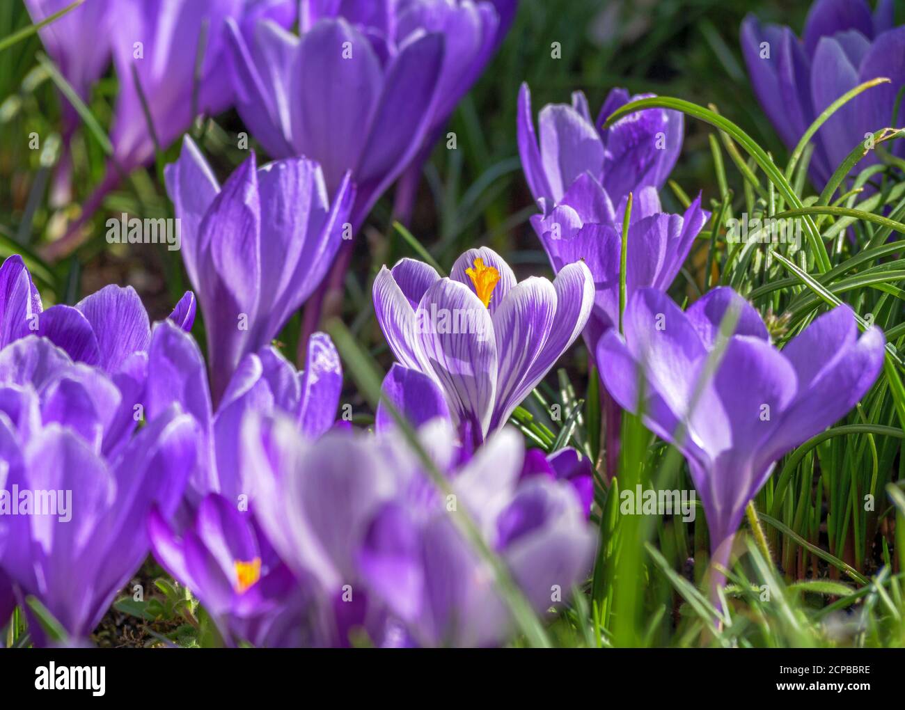 Araldi di primavera, croci fiorenti in primavera, Crocus, Baviera, Germania, Europa Foto Stock