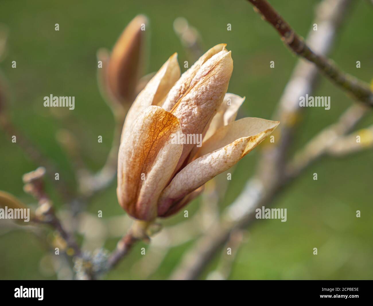 Fiore congelato della tulipano magnolia (Magnolia x soulangeana), Baviera, Germania, Europa Foto Stock