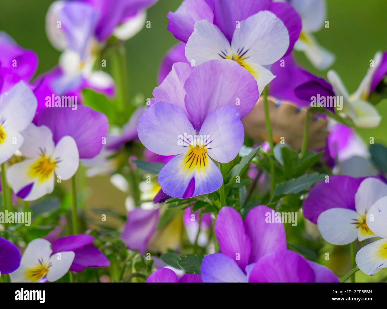 Pansy selvatico (Viola tricolore), Baviera, Germania, Europa Foto Stock