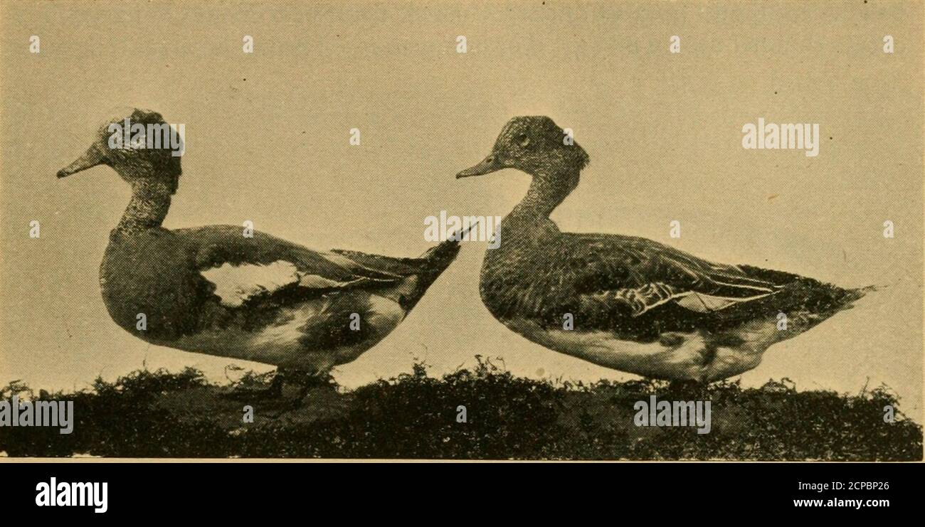 . California gioco 'marked down'; . la distribuzione, e i flussi delimitati da pop-lars e salici. Gran parte della valle coperta da artemisia offre rifugio a piccolo gioco. Ovunque, ai piedi delle colline e della valle, la quaglia era abbondante, e questo vale anche per le colombe e le larve. Molto piccolo gunningcraft è necessario per ben riempito borse. Per gli uccelli acquatici il resort preferito è Buena Vista Reservoir, prima della L 22 ] notato. Si trova a circa quaranta miglia a sud-ovest di Bakersfield e copre un'area di oltre venticinquemila ettari; è circondato da querce, boschi e altri alberi e arbusti, e in luoghi, da paludi e. Foto Stock
