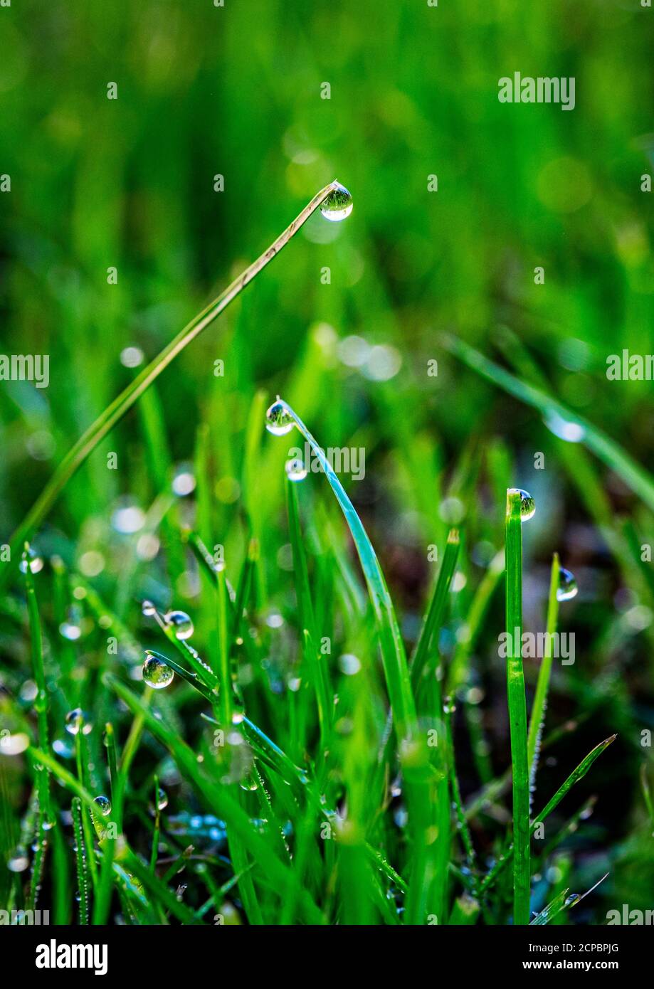 Quando l'autunno si avvicina, le notti si formano più fresche e si forma la rugiada. Foto Stock