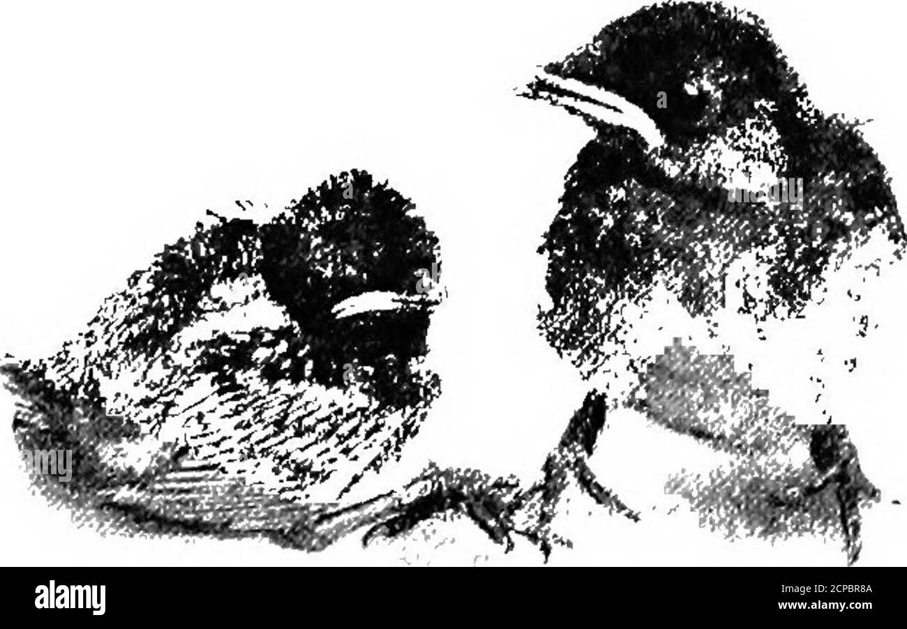 . Nestlings di foresta e di palude . non uno reso strano dalla paura, e quando i bambini erano fuori, ho avuto myreward. Per quanto ho potuto vedere, hanno guardato appena altri piccoli catbirds, ma i genitori sawa grande differenza. Il maschio spesso stoodat il nido che guarda giù su di loro senza ammirazione mascherata, evocando così il mandrino animpatient dall'uccello più pratico della madre. Quello che voleva per i thoselittle era cibo, non adulazione; i theirmouts erano aperti, alcuni devono cacciare, e per la sua parte era sufficiente per haveported tali creature meravigliose fuori delle conchiglie. Eppure ha preso la sua parte giusta della la Foto Stock