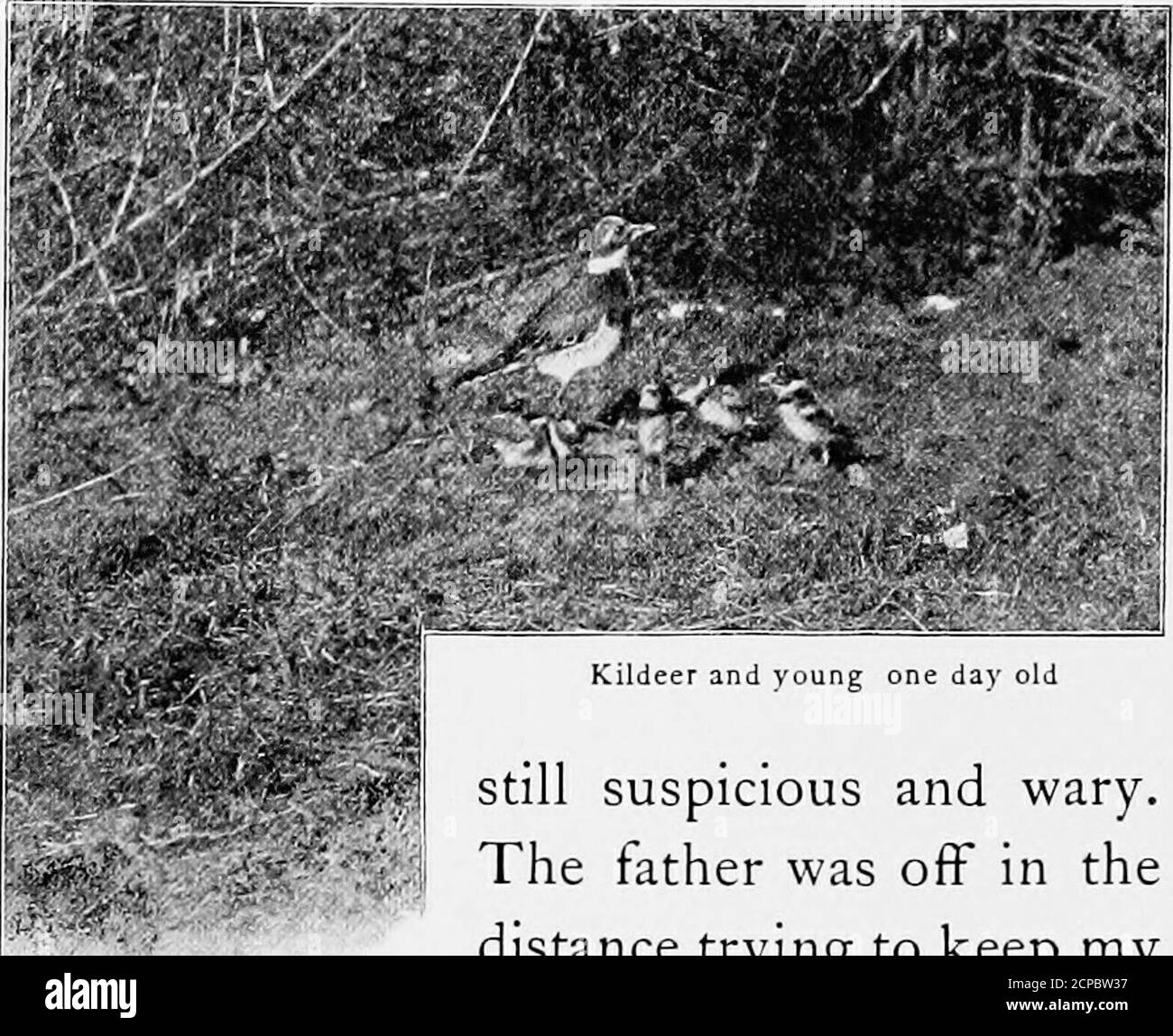 . Nestlings di foresta e di palude. Sly come hismammas. Durante la corsa stese le sue figliate come uno struzzo, e si nascose nella prateria con sorprendente rapidità. Povero bambino!il suo era un destino triste, perché ha mangiato il avveleneddye di una certa pelliccia gettata sopra lui come un brodro. Lo abbiamo trovato morto da theeffects. Un giorno luminoso in giugno siamo venuti upona famiglia di kilcervi composta da una madre e cinque piccoli. Risolvendo di provare le loro foto, l'uomo con la macchina fotografica lo ha colato in un cespuglio e, ritirandosi trenta piedi, steso giù dietro un mucchio di pietra. Il vecchio birdhad è diventato molto allarmato per il primo sospetto di pericolo, e. Foto Stock