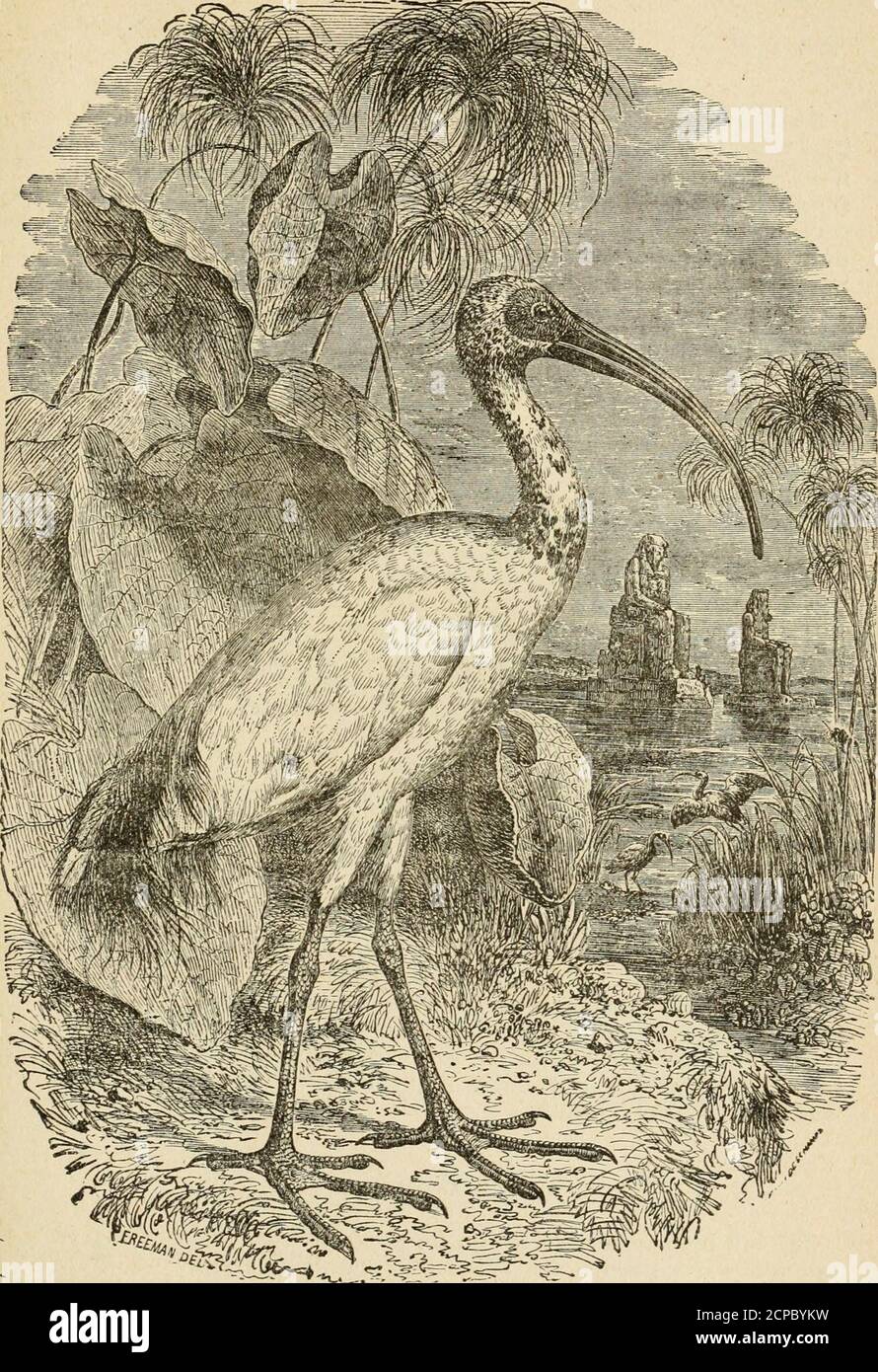 . La storia degli uccelli : le loro varietà e le loro stranezze, comprendenti descrizioni grafiche di quasi tutte le specie di uccelli conosciute, con pesci e insetti, in tutto il mondo, ed illustranti le loro varie abitudini, modalità di vita, e le peculiarità distintive per mezzo di deliziosi aneddoti ed incisioni spiritose . KI AlISNOOF.a-ON 1&gt;Herr aCESTS, l&gt;ordini di fiumi, alla ricerca di cibo, che consiste principalmente di pesci e insetti acquatici: Questi prendono immergendo la collina e la parte della testa in acqua; e da tinrie a tempo calpestando thebottoca con i loro piedi, per disturbare il mu Foto Stock