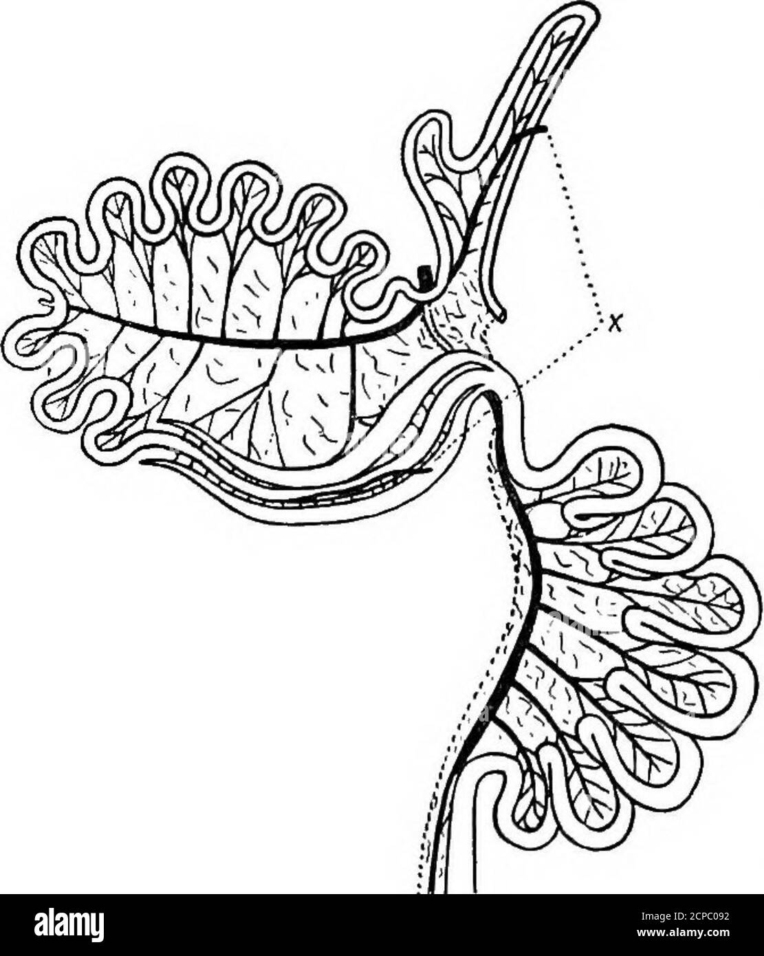 . La struttura e la classificazione degli uccelli . Tratto intestinale (aptek Chalmek Mitchell). Il ciclo duodenale è ancora l'unica regione specializzata dell'intestino. Lo struzzo e il cassowary presente ma poco modifi-catione del tipo sameprimitivo di buca.in primo abbiamo un po 'più com-plicated ciclo duodenale, che è fornito con una piccola piega sussidiaria.poi, anche, il grande in-testine ha la sameremarkable ripiegato con-dition visto, ma in misura aless, in Chauna.Casuarius Simplis. In allthese figure (takenfrom MR Mitchellspaper) il corso della principale sanguinosa Foto Stock