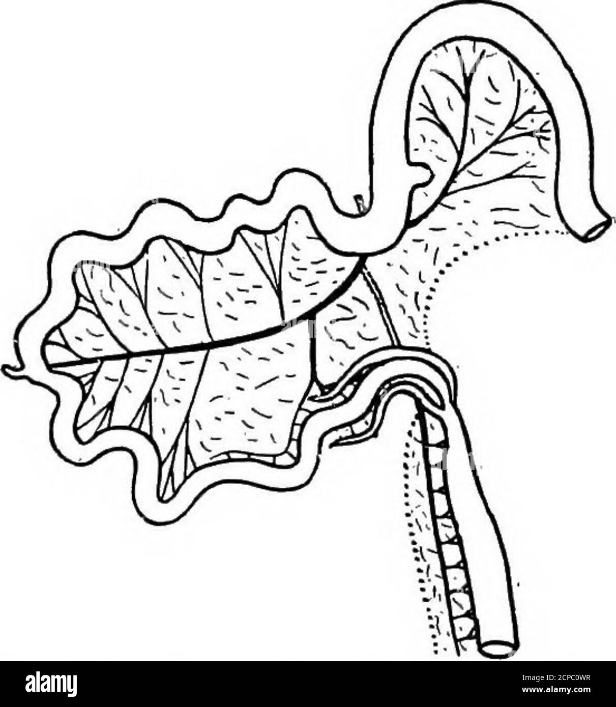 . La struttura e la classificazione degli uccelli . Fig. 10. - Argtis Gigantetcs, Chick ; Loops intestinali (dopo Chalmers Mitchell). 28 STRUTTURA E CLASSIFICAZIONE DEGLI UCCELLI. Fig. 11.-Casuarius ; tratto intestinale (aptek Chalmek Mitchell). Il ciclo duodenale è di nuovo l'unica regione specializzata dell'intestino. Lo struzzo e il cassowary presente ma poco modifi-catione del tipo sameprimitivo di buca.in primo abbiamo un po 'più com-plicated ciclo duodenale, che è fornito con una piccola piega sussidiaria.poi, anche, la grande in-testina ha la sameremarkable ripiegata con-dition visto, ma per la birra Foto Stock