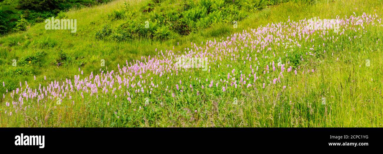 Il nodweed del serpente (Bistorta officinalis), a Wertacher Hörnle, 1695m, Oberallgäu, Baviera, Germania, Europa Foto Stock