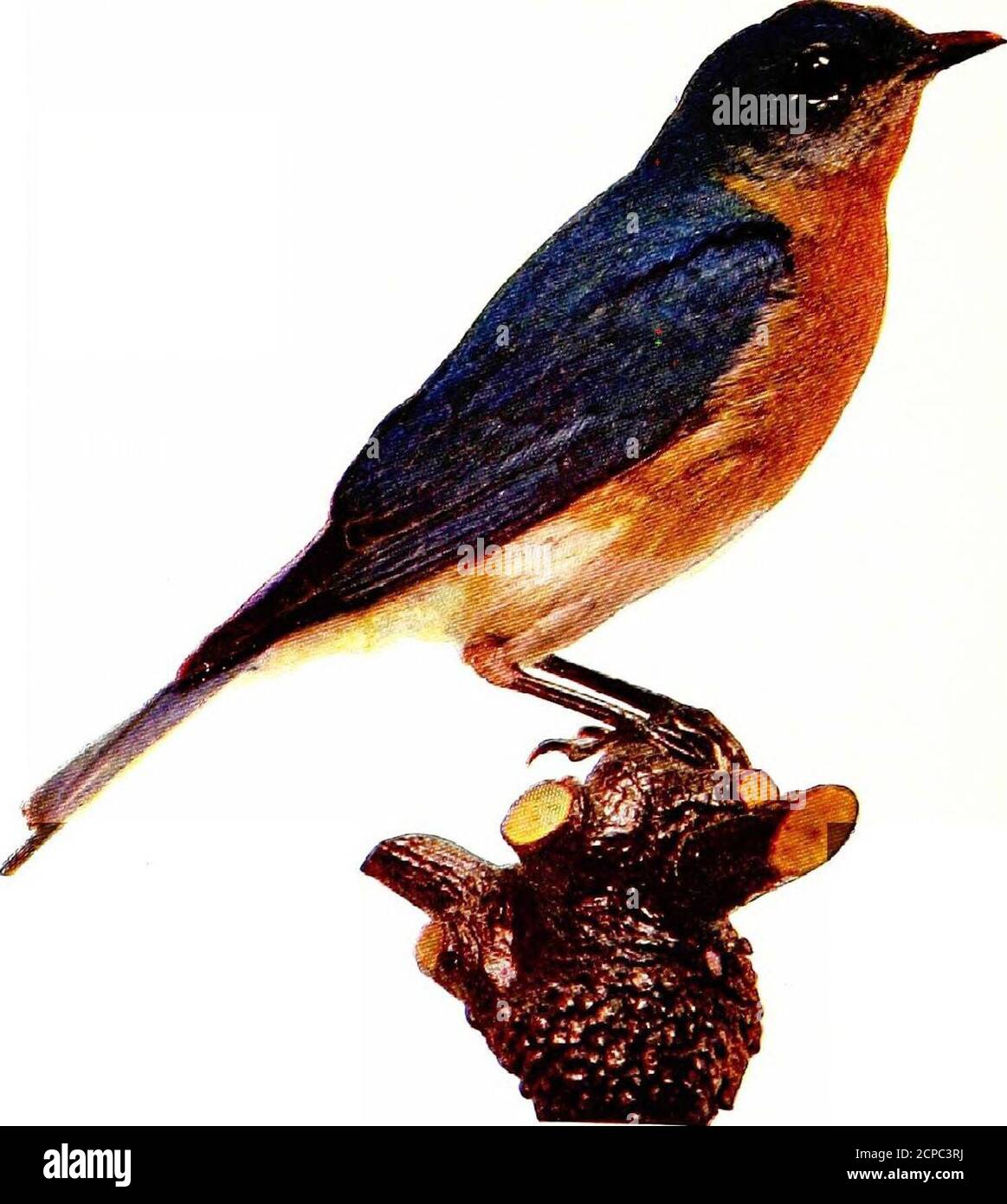 Bird World; un libro di uccelli per bambini . ar, vivace, piccola canzone  che ho conosciuto, e naturalmente ho affrettato a trovare il mio amico,  l'uccello Blu. I bimbi Blue Robin