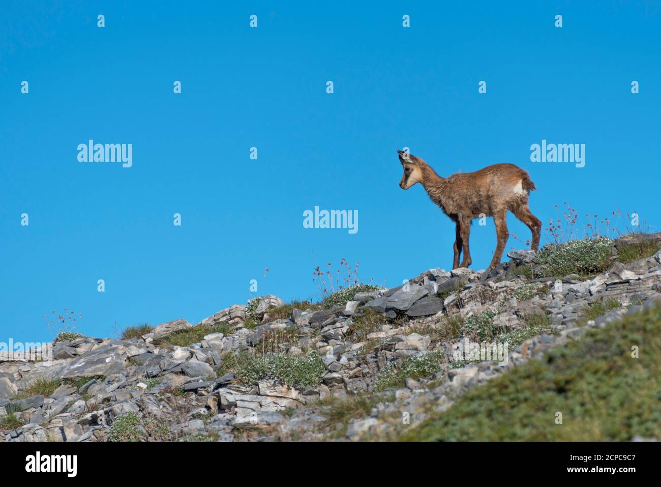 Giovane camoscio (Rupicapra rupicapra) nel parco nazionale del Monte Olimpo Foto Stock