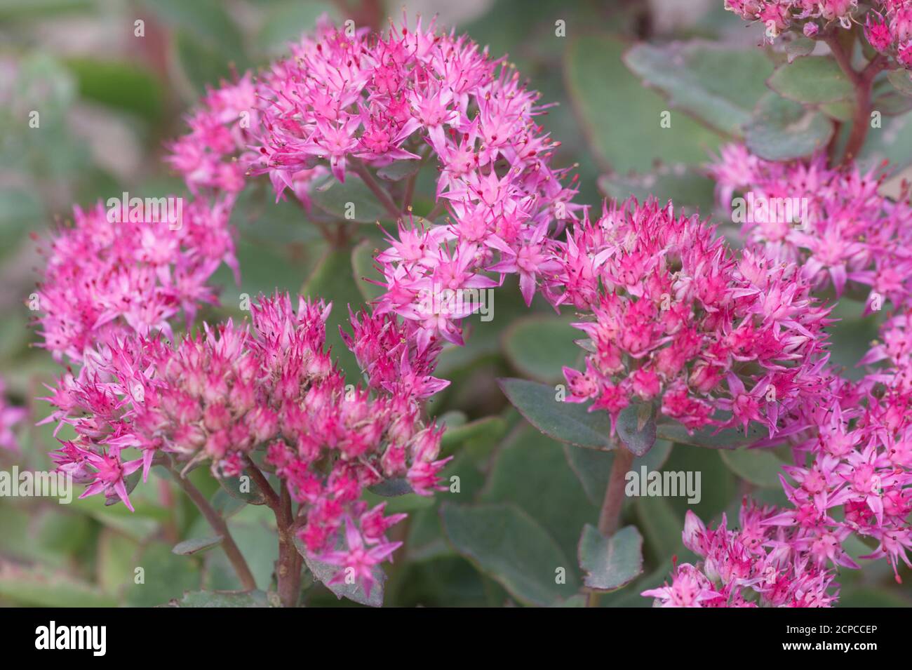 Pianta di Hylotephium spectabile o sedum in fiore, autunno Regno Unito Foto Stock