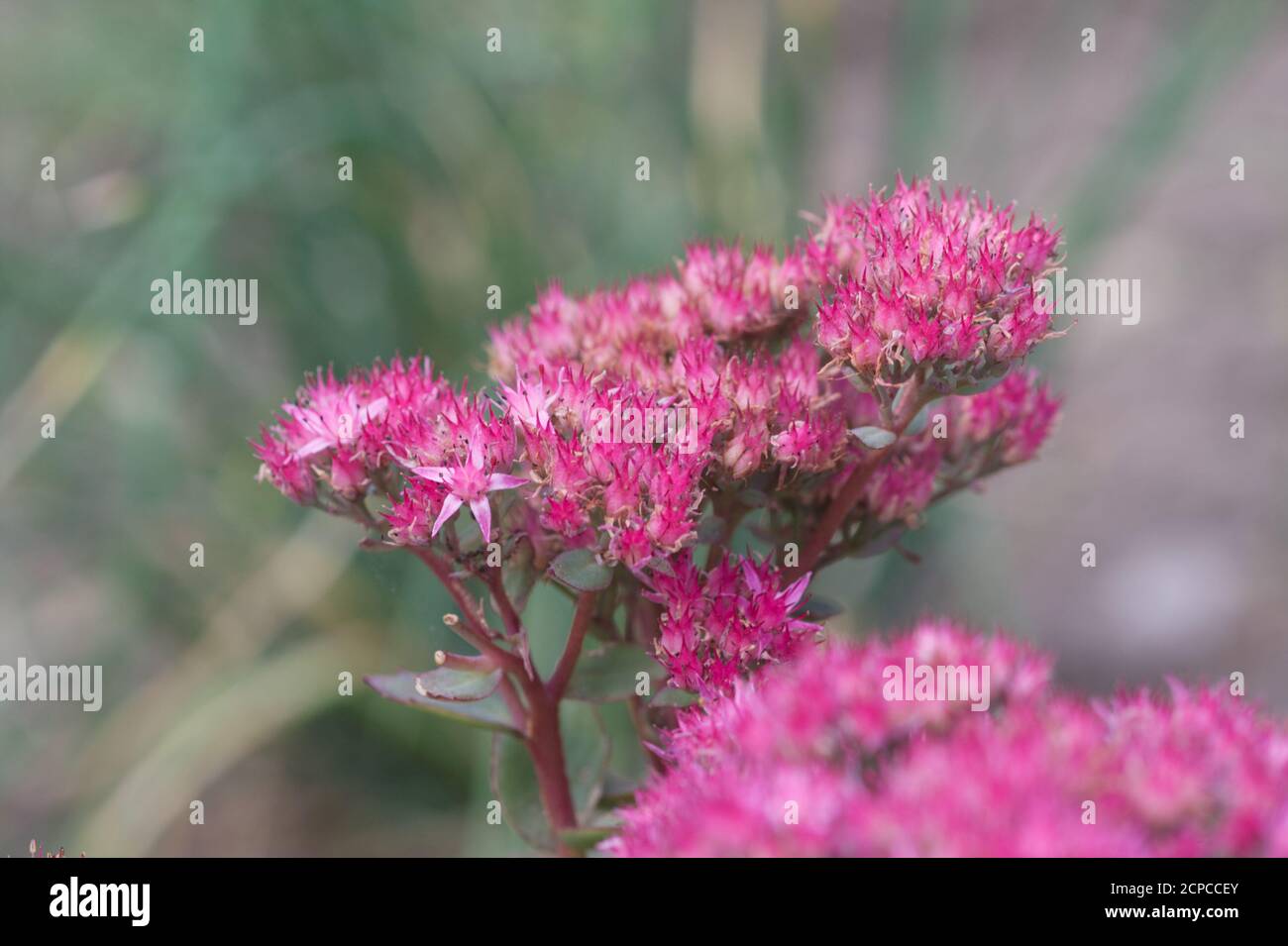 Pianta di Hylotephium spectabile o sedum in fiore, autunno Regno Unito Foto Stock