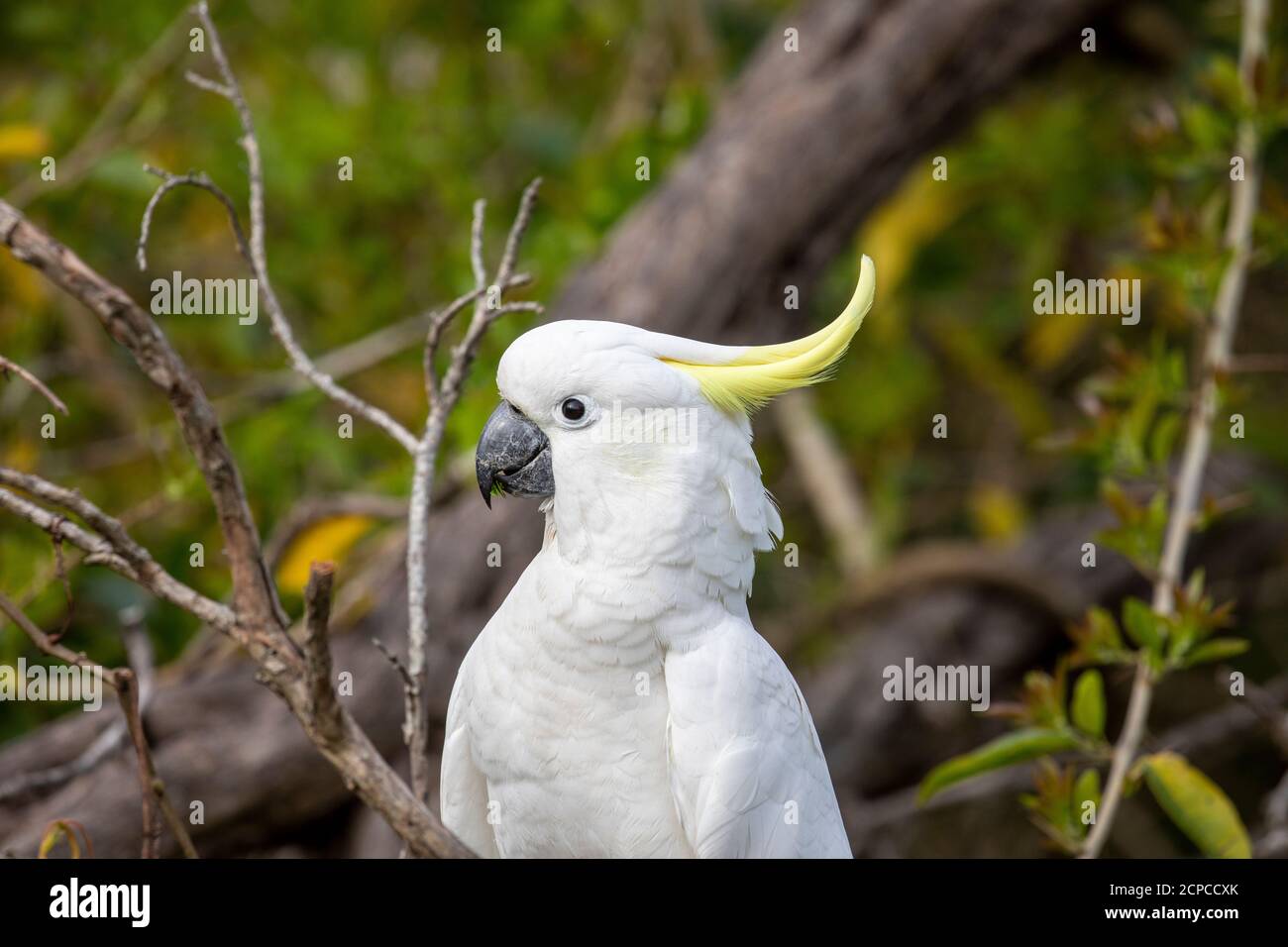 Culo bianco di zolfo crestato cockatoo a Sydney, NSW, Australia nome latino Cacatua gelerita Foto Stock