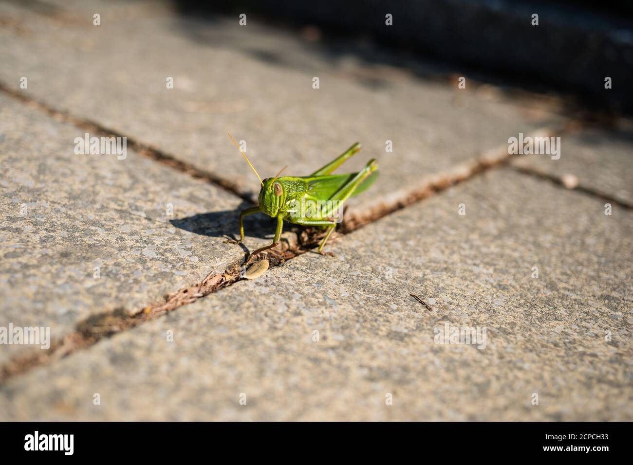 Grasshopper a Victoria Park, Tin Hau Foto Stock