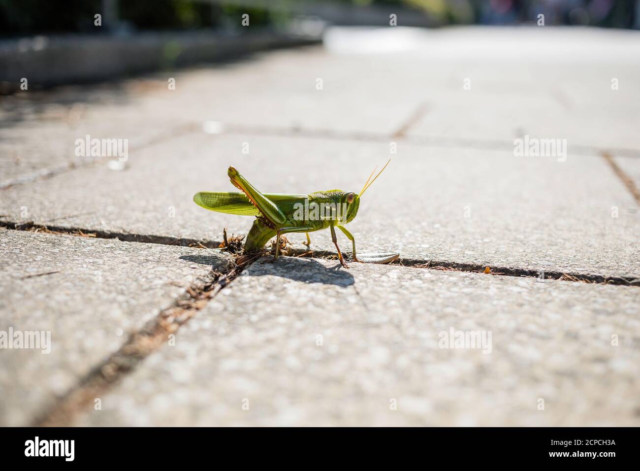 Grasshopper a Victoria Park, Tin Hau Foto Stock