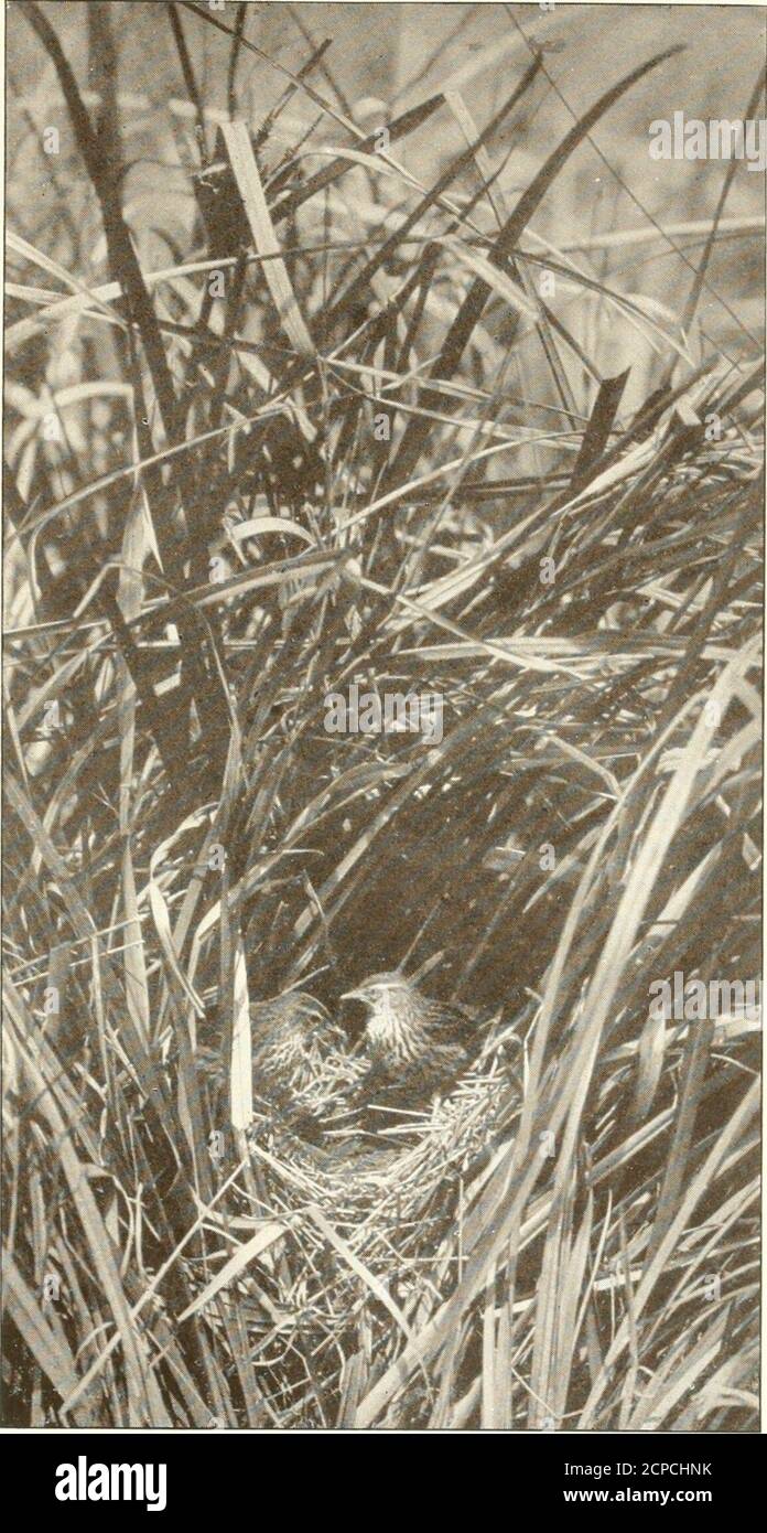 . Uccelli dell'acqua, legno e rifiuti . le nido, molto ordinatamente costruito in raupo.This stagione da soli abbiamo quattro, McLeandiscovering uno alla fine di settembre (29), e un altro all'inizio di ottobre (1 °). Imyself ha ottenuto due nidi l'un giorno in dicembre. McLeans, senza dubbio, era la prima covata, e il mio in ritardo. Il nido è piantato in profondità, sepolto, un piede di 15 pollici nel cuore di un grappolo di erba cutty, e di solito un grappolo isselected, che cresce in un luogo morbido e umido, theFern Bird, come il Pukeko, affidandosi a queste misure di protezione extra per finire il verminand calpestare stock. Fern Birds nidi canbe scoperto più facilmente o Foto Stock