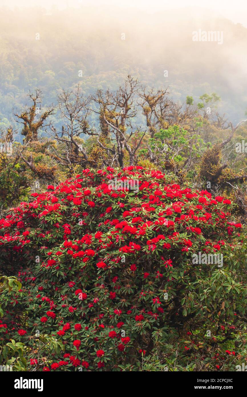Fioritura della foresta di Rhododendron in autunno, rododendro rosso fiorente sulla cima della montagna nella nebbia mattutina. Foto Stock
