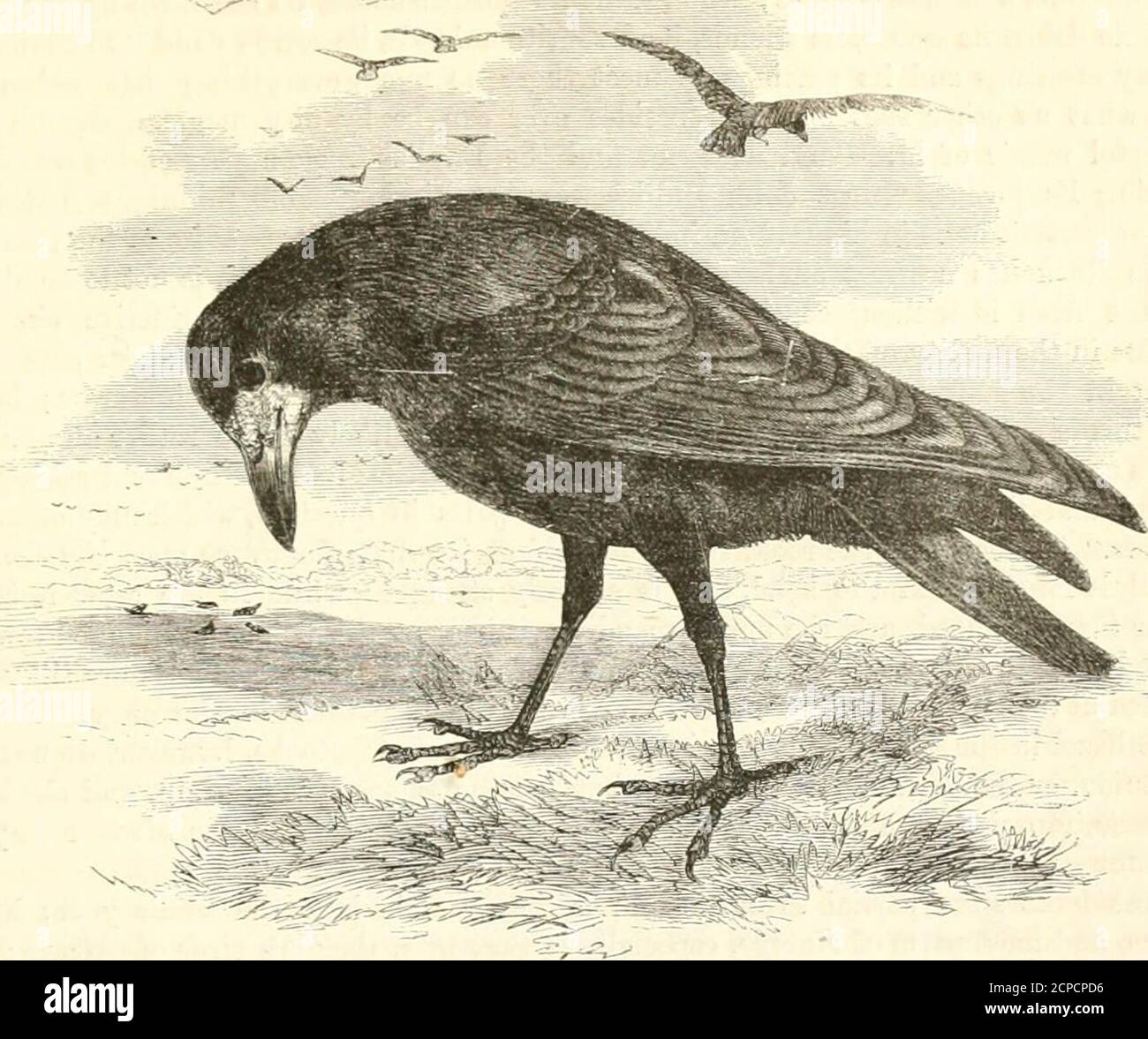 . La storia naturale di Cassell , il tutto ; il loro folto fogliame, al tempo stesso, che nasconde completamente il nido dalla vista. Questi lunghi rami pendenti, talvolta di lunghezza pari a dodici e persino quindici piedi, hanno una grande sweep nel vento, e rendono necessaria la prima di queste precauzioni per evitare che le uova o la giovane schiuma vengano gettate fuori; e lo stretto riparo, che è stato adombrato dal notevole spessore del fogliame, è senza dubbio la causa di quest'ultimo. Il frutteto oriole è un uccello vivo, attivo, irrequieto, mai inattivo, mai inanimato, ma perpetuamente sull'allarme, il suo arbusto e rapido carol mai Foto Stock