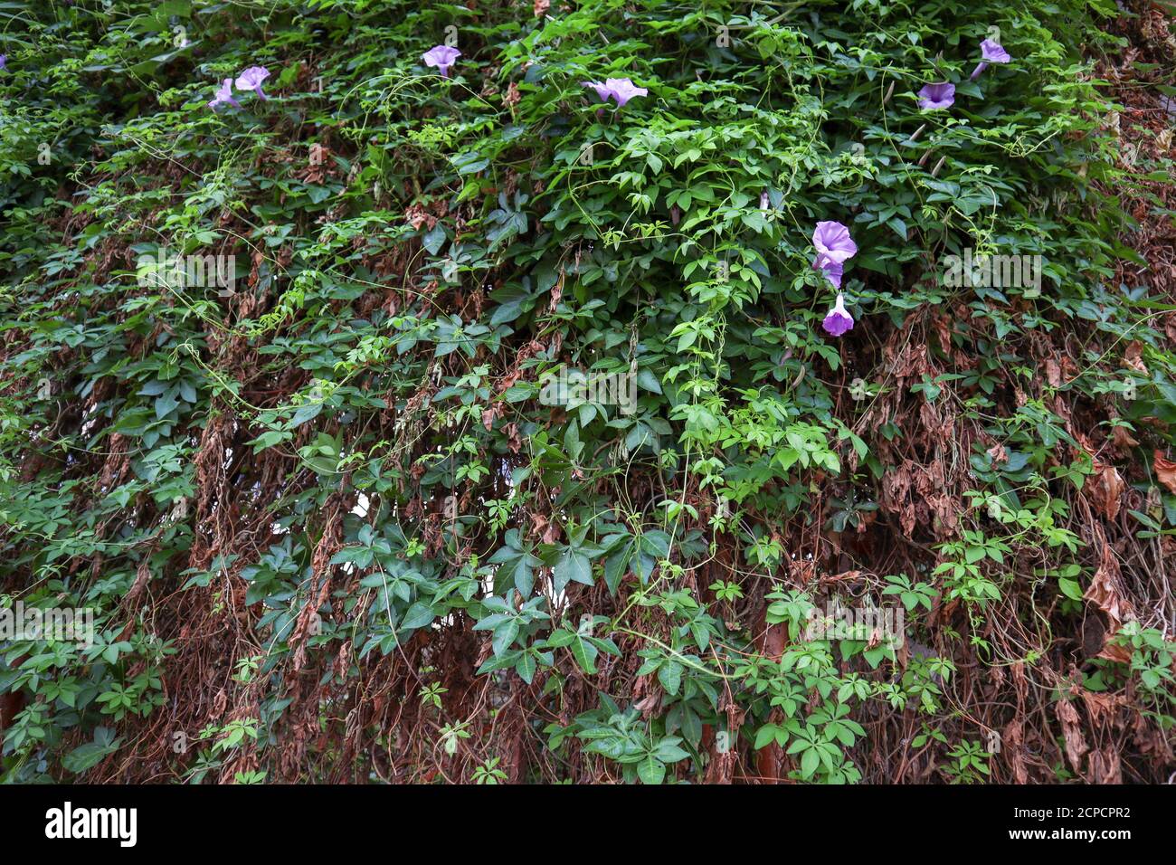 Piante dense che coprono un vecchio cancello di ferro Foto Stock