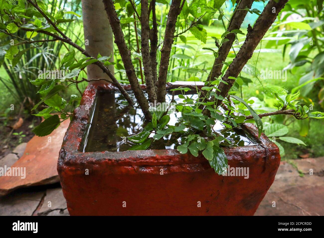 Acqua piovana traboccamento in vaso di fiori in India. Pioggia pesante in india. Foto Stock