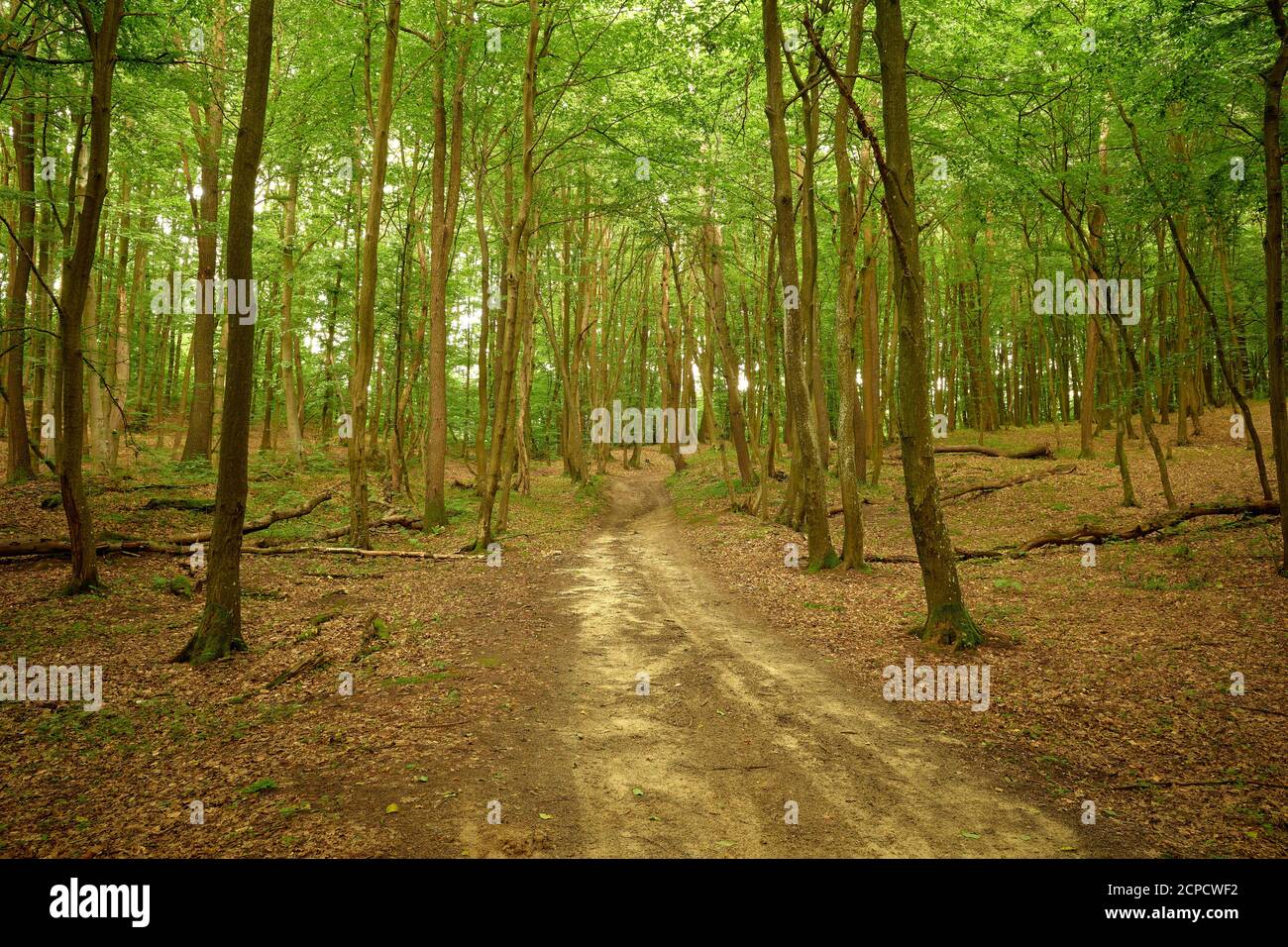 Sentiero tranquillo nella foresta. Impressioni sulla dirtrada nei boschi tranquilli. Sfondo verde e marrone. Serena scena boschiva. Paesaggio panoramico. Foto Stock