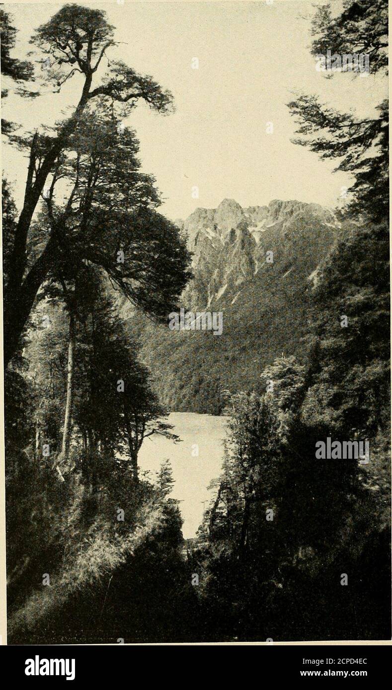 . Fiore di uccello . COLIBRÌ GIGANTE E IL CILENO CORONATO DA RUBINO HUM IIGBIRD CHE HA CATTURATO(MEZZO NATURALE SIZEJ (339-). LAGUNA FRIA.-UNA SCENA NELLA ZONA UMIDA TEMPERATA DEL SUD IN ARGENTINANEAR LA LINEA CILENA (340) Note da un viaggiatore nei Tropics 341 UNA settima chiamata era stranamente familiare e, con mia intensa sorpresa, ho imparato che era stata pronunciata da una coda della California Valley! Ci sono così tante cose in Cile che suggeriscono la California che quando è riuscito ad identificare il piccolo crowing caratteristico sit-right-down, sit-right-down, e sentito pronunciare da un numero di uccelli, non ero, f Foto Stock