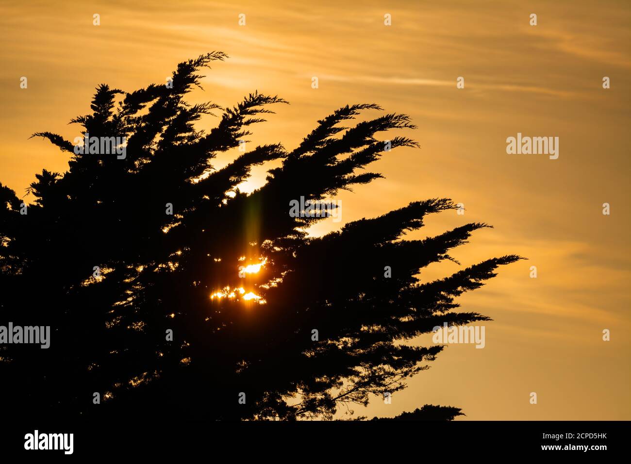 Silhouette di alberi con il sole che si nasconde dietro di loro. Foto Stock