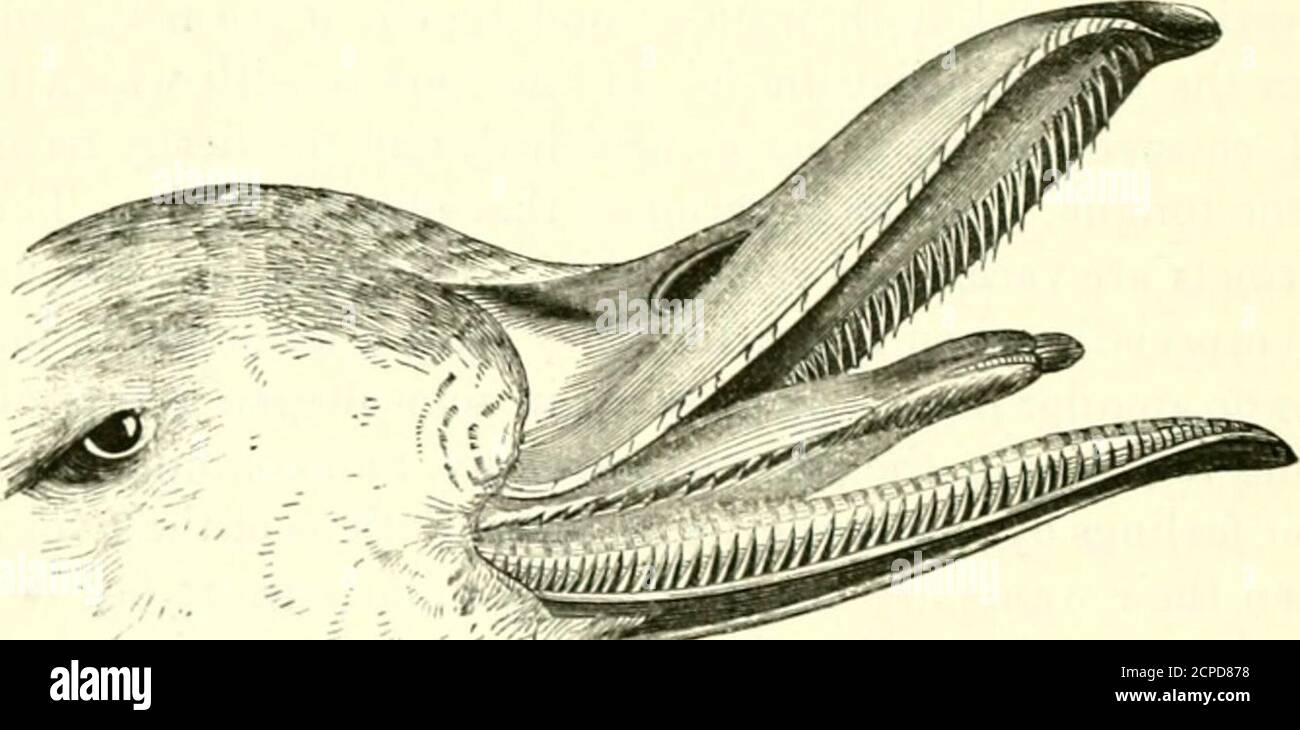 . Una storia di uccelli britannici, indigeni e migratori: Compresa la loro organizzazione, le loro abitudini e relazioni; osservazioni sulla classificazione e la nomenclatura; un resoconto dei principali organi di uccelli, e osservazioni relative all'ornitologia pratica .. Per mezzo del genere Mergus. Gli altri famiHes areso hanno collegato che è impossibile definirli rigorosamente; e quindi nel dare i loro caratteri, mi limiterò a termini generali e completi, applicabili solo con somelatitudine. 579 ANSERIN7E. OCHE E SPECIE ALLEATE. Uccelli TiiK popoliirly conosciuto con i nomi di oche, Swans, An Foto Stock