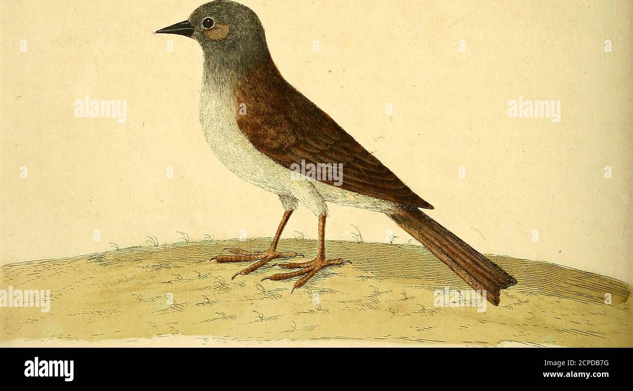 . Una storia naturale degli uccelli : raffigurata con cento e una lastra di rame, curiosamente intagliata dalla vita . SJ^ ys^M ^^ oft^^ ^Aoe .5%<i?«&F. (S^e^i^tar^^^^i^^e/, xje^. jy J73^- 59. cy/te , M^,t/^^yzar^tTTtr. ^ ^ ^ u-rui.oaj> S. ..y^^^t^^e/: Jyjy- (55) il passero degli edge, Numb. IX. T^IL suo uccello è circa i bignefs di un Robin Red-Breajl; il suo Bill è lungo-■- e {prestatore, di un colore oscuro che tende al nero; il suo retro, Wingsand Tail sono un marrone scuro con una miscela di reddilli; il capo è duskywith un blewifh Caft; Il Breaft è di un colore di piombo blewifh, il Bellymore  Diluate; le gambe A. Foto Stock