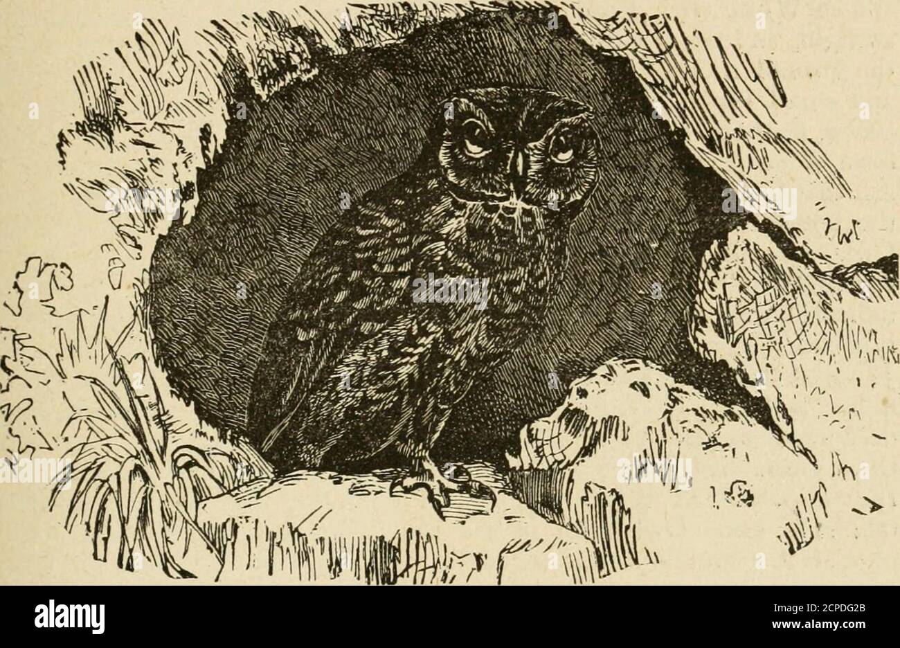 . La storia degli uccelli : le loro varietà e le loro stranezze, comprendenti descrizioni grafiche di quasi tutte le specie di uccelli conosciute, con pesci e insetti, in tutto il mondo, ed illustranti le loro varie abitudini, modalità di vita, e le peculiarità distintive per mezzo di deliziosi aneddoti ed incisioni spiritose . GUFO DI AQUILA. IL BIANCO, O GREECH OWL 69 JOW. Il povero Kite, o curioso di osservare così strano un ai.imal, o, forse inquietante sapere se può non essere ammissibile preda, vola dopo di esso. Si avvicina, e passa immediatamente sopra di esso;quando il falconer, perdendo un forte-alato Fal Foto Stock