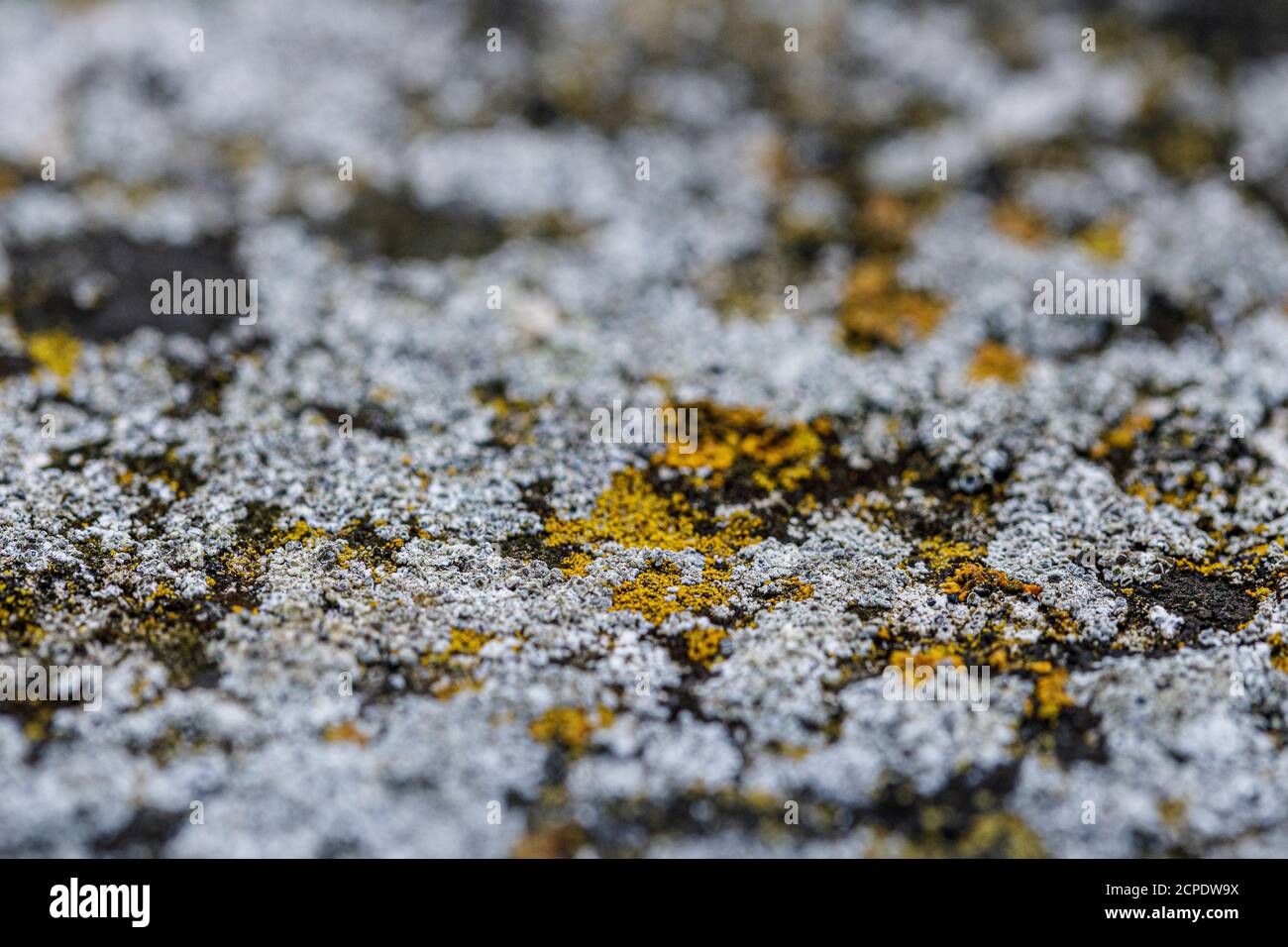 dettaglio primo piano di licheni Foto Stock