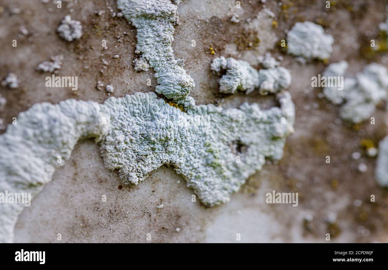 dettaglio primo piano di licheni Foto Stock