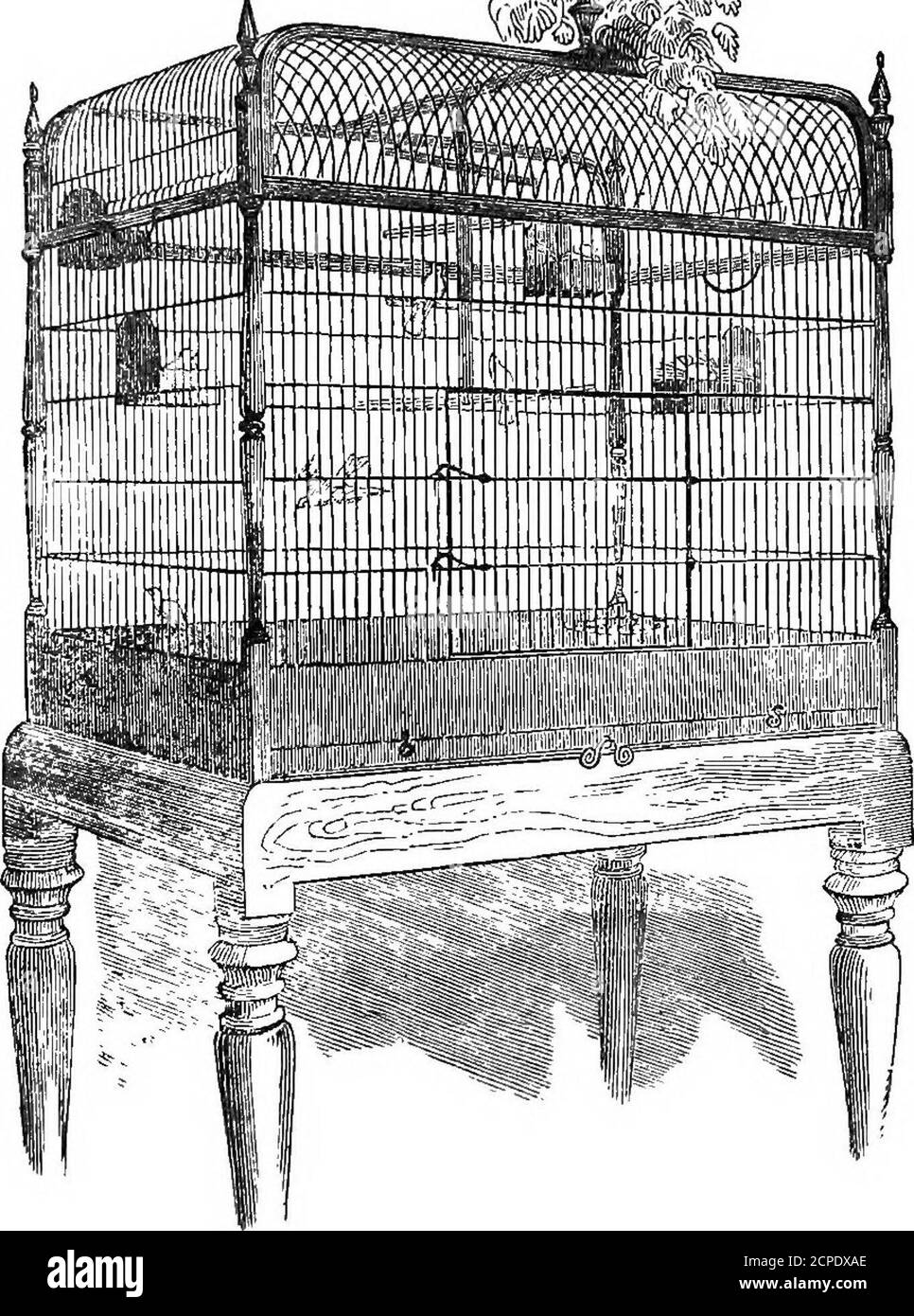 . Il bird fancier americano; considerato con riferimento alla riproduzione, allevamento, alimentazione, gestione, e peculiarità di uccelli a gabbia e casa; con osservazioni sulle loro malattie e rimedi; . rgreens sono posti che l'havenot ha perso le loro foglie. Soprattutto, è desiderabile fare questa dimora quasi assomigliare al loro luogo di dimora naturale aspossible, che possano essere eccitati ad accoppiarsi. Con ogni cura, tuttavia, rendere il loro luogo di allevamento come quello naturale,è difficile fornirli,con i materiali necessari fortheir nidi. Questa carenza dovrebbe essere fornita da nidi arti-ficially Foto Stock