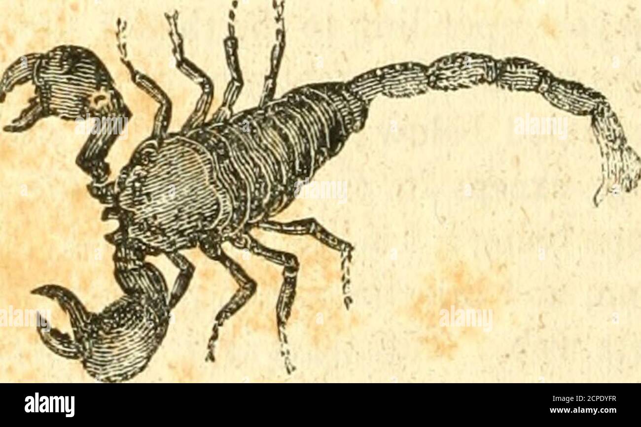 . Un sistema di storia naturale : contenente scientifci [sic] e descrizioni popolari di uomo, quadrupidi, uccelli, pesci, rettili e insetti. Tutti hanno mandiboli che esercitano l'ufficio di una ventosa; e altri havean sucker isolato, spesso, tuttavia, Uniti con mandiboli e palpi. Le specie treterre sono in generale animali solitari, e di aspetto proibitivo, e molte di loro shun la luce, e vivono in occultamento. Molti di theeare velenoso, e il loro morso pericoloso. Lamarck divide la classe degli Arch-nidi in tre ordini, cioè: In primo luogo, quei destitute delle antenne, fornitedcon il reggiseno Foto Stock