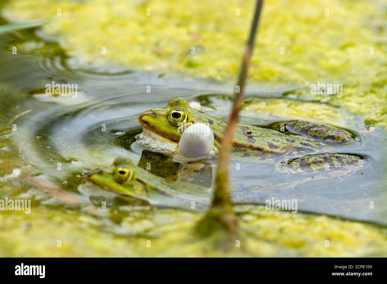Rana da laghetto (Pelophylax kl. Esculentus, Pelophylax esculentus, Rana esculenta) che si accovacciano. Foto Stock