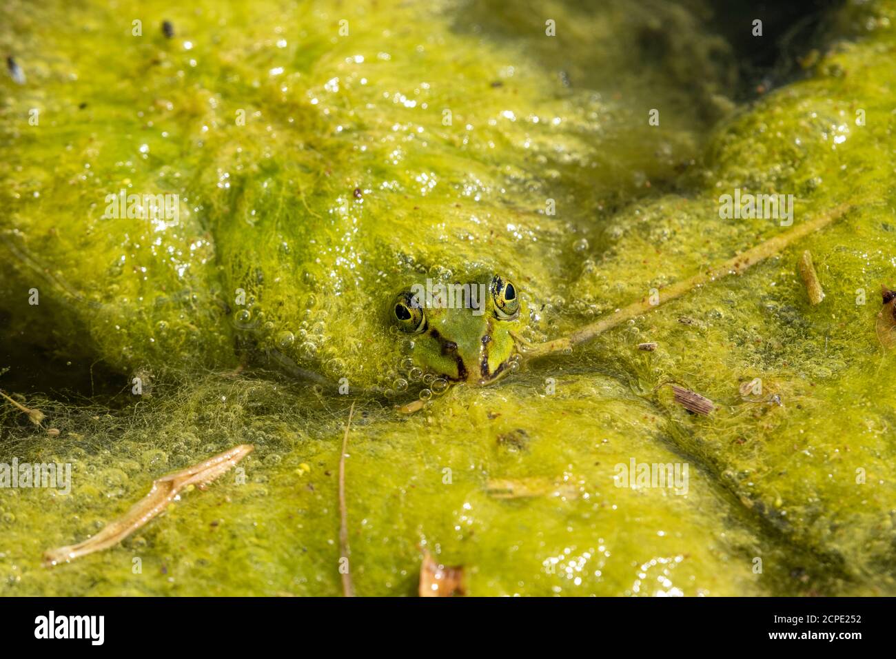 Rana da laghetto (Pelophylax kl. Esculentus, Pelophylax esculentus, Rana esculenta) Foto Stock