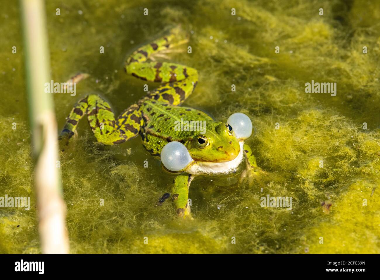 Rana da laghetto (Pelophylax kl. Esculentus, Pelophylax esculentus, Rana esculenta) che si accovacciano. Foto Stock