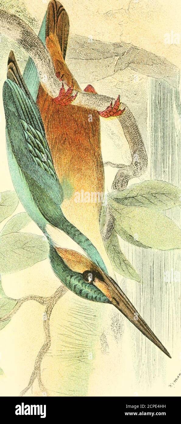 . Manuale per gli uccelli della Gran Bretagna . ^. IL RE-PESCATORE COM^ION. 67 più lungo del conto, ad Alcedo il conto è molto più lungo della coda. Così è nel genere africano Corythoniis e nel genere australiano Alcyone^ che sono entrambi mangiatori di pesce, butAlcyone ha solo tre dita dei piedi, e Corythornis ha una lunga cresta di dop-ing, che la distingue immediatamente da Alcedo. I. IL COAIMON KINGFISHER. ALCEDO ISPIDA. Alcedo ispida, Linn. S. N. i. p. 179 (1766); Macg. BR. B. hi.p. 671 (1840); Dresser, B. EUR v. pag. 113, pi. 290(1875);Newt. Ed. Yarr. N. pag. 443 (1881) j B.O. U. Lista Br. B. p.81 (1883); S Foto Stock