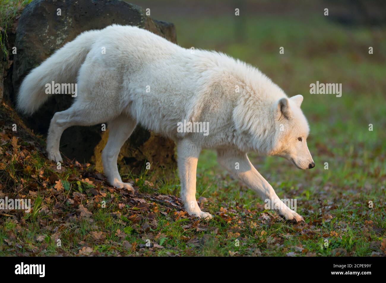 Lupo artico, lupo polare, canti lupus artos Foto Stock