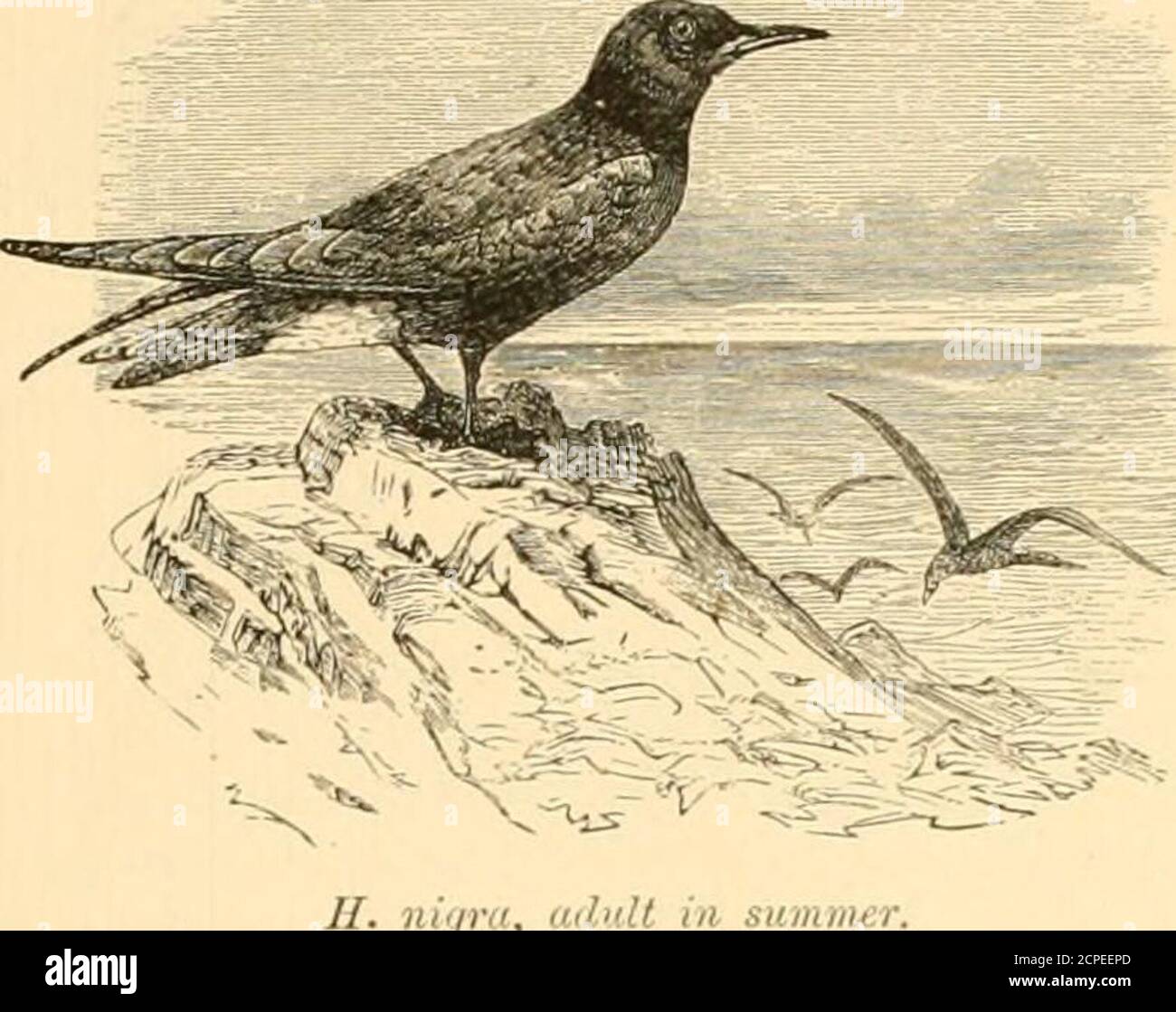 . Gli uccelli acquatici del Nord America. Da, Cray, cm. B. III. 1846, 660. – SEGATRICI, P. Z. S. 1876, 640. Sterna Delamottei, Vieill. Faun. FR. 1S2S, 402. Sterna similis, Cray & Hardw. Illustr. In... Sgabello. I. 1882, pi. 70, fig. 2. Hydrochelidon fluviatilis, Gould, P. /.. S. 1812, 140. Hydrochelidon Delalandii, Bonap. Compl. Rend. XI 1856, 773. SI, RUN innota, BEAVAN, Ibis, 186S, 404 (giovane). LARID^E - I GABBIANI E LE STERNE - IIYDKOCIIELIDON. 319 uniforme plumbeo, il bordo dell'ala, dalle spalle al giunto carpo-metacarpo, bianco.Fodera dell'ala pluinbeoua-grigio chiaro. Fattura profonda Foto Stock
