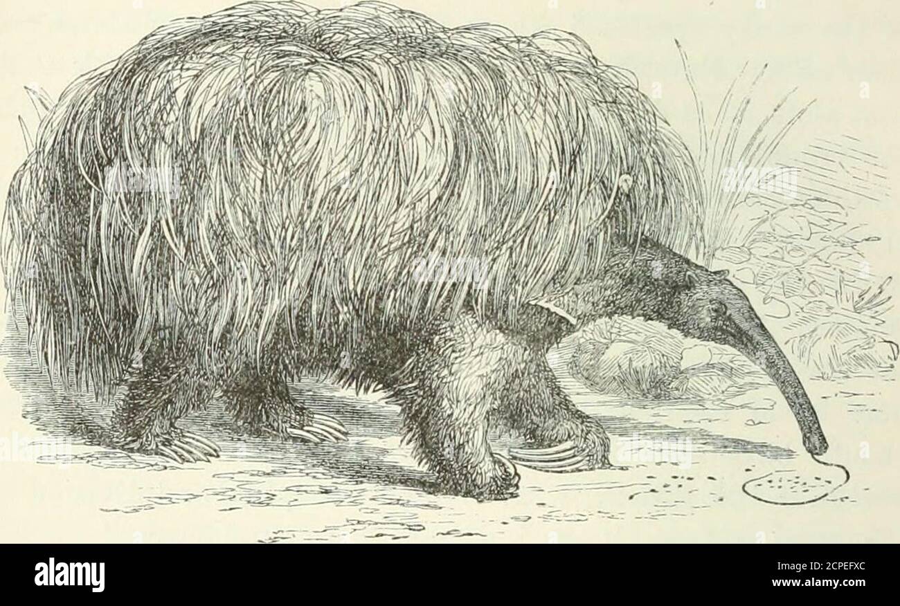 . Vagabondaggi in Sud America, nel nord-ovest degli Stati Uniti e delle Antille negli anni 1812, 1816, 1820 e 1824 : Con le istruzioni originali per la perfetta conservazione degli uccelli, ecc. per i gabinetti di storia naturale. S, il hemight è stato creduto quando ha detto che l'orso antinato, anche se non attacca mai senza provocazione, è un terrorizzato-anedagonista quando irritato. Come al solito, Waterton aveva ragione e i critici sbagliavano. In Browns Canoe Life in Guiana theie isa storia di una lotta doppiamente fatale tra un ANT-orso e anativo, che completamente corrobora la dichiarazione di Watertons. Non eravamo andati molti Foto Stock