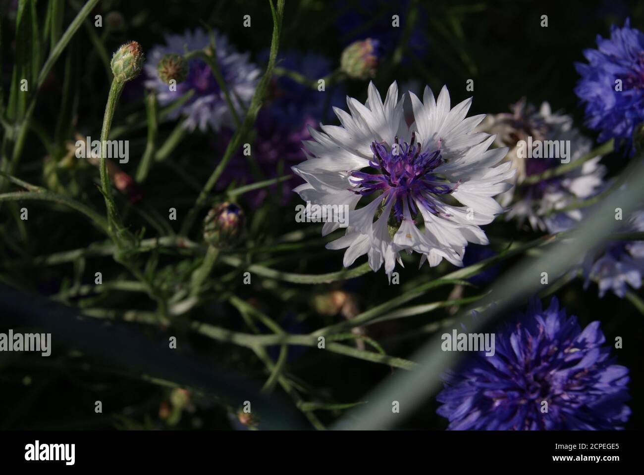 Il nostro giardino a Bad Vilbel Foto Stock
