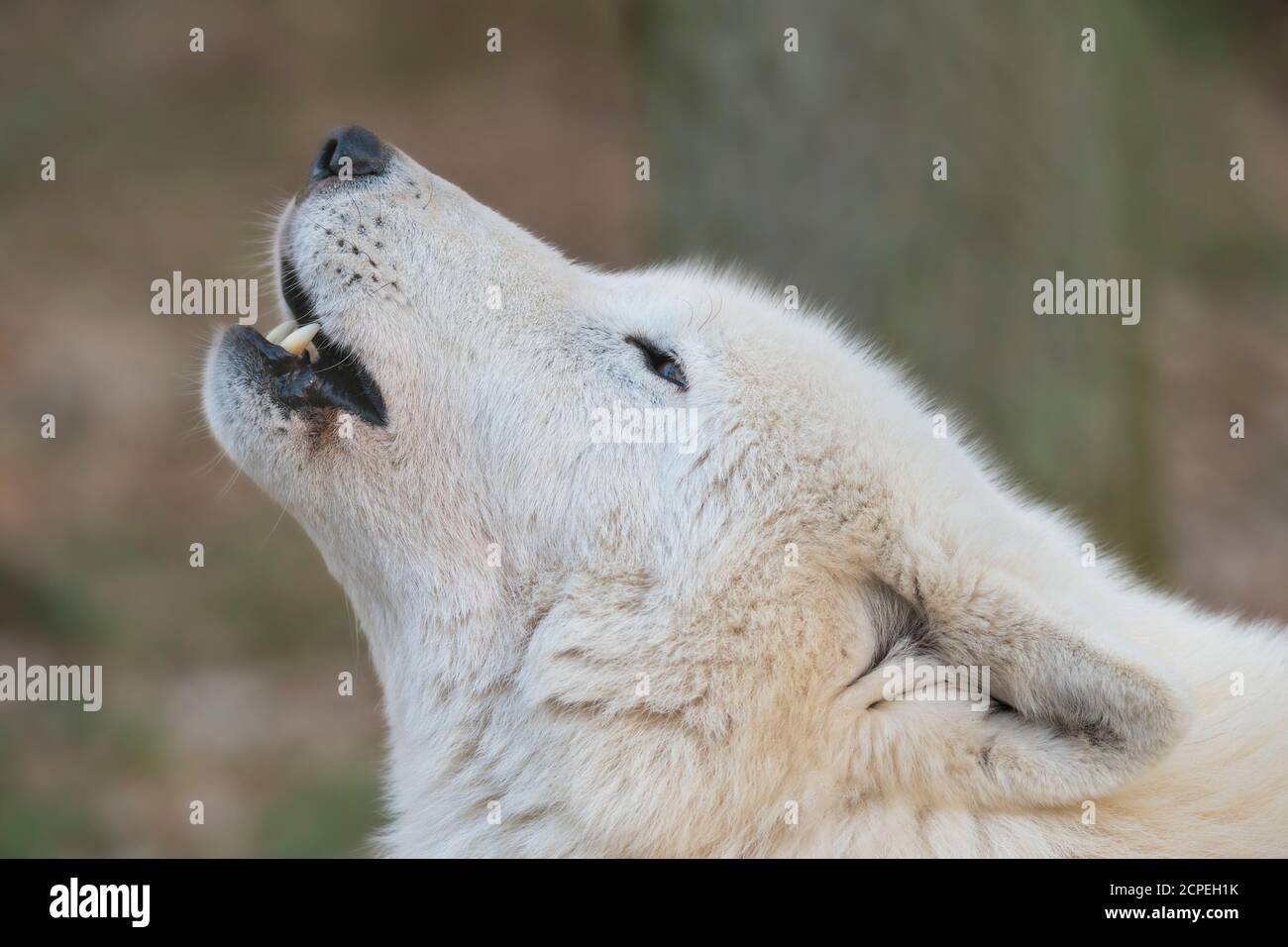 Lupo artico, lupo polare, canti lupus artos Foto Stock