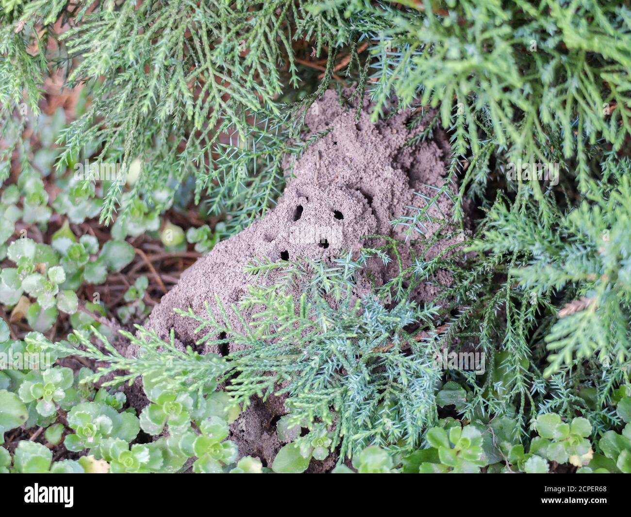 Nido di formica (Lasius niger) nel letto sotto i rami Foto Stock