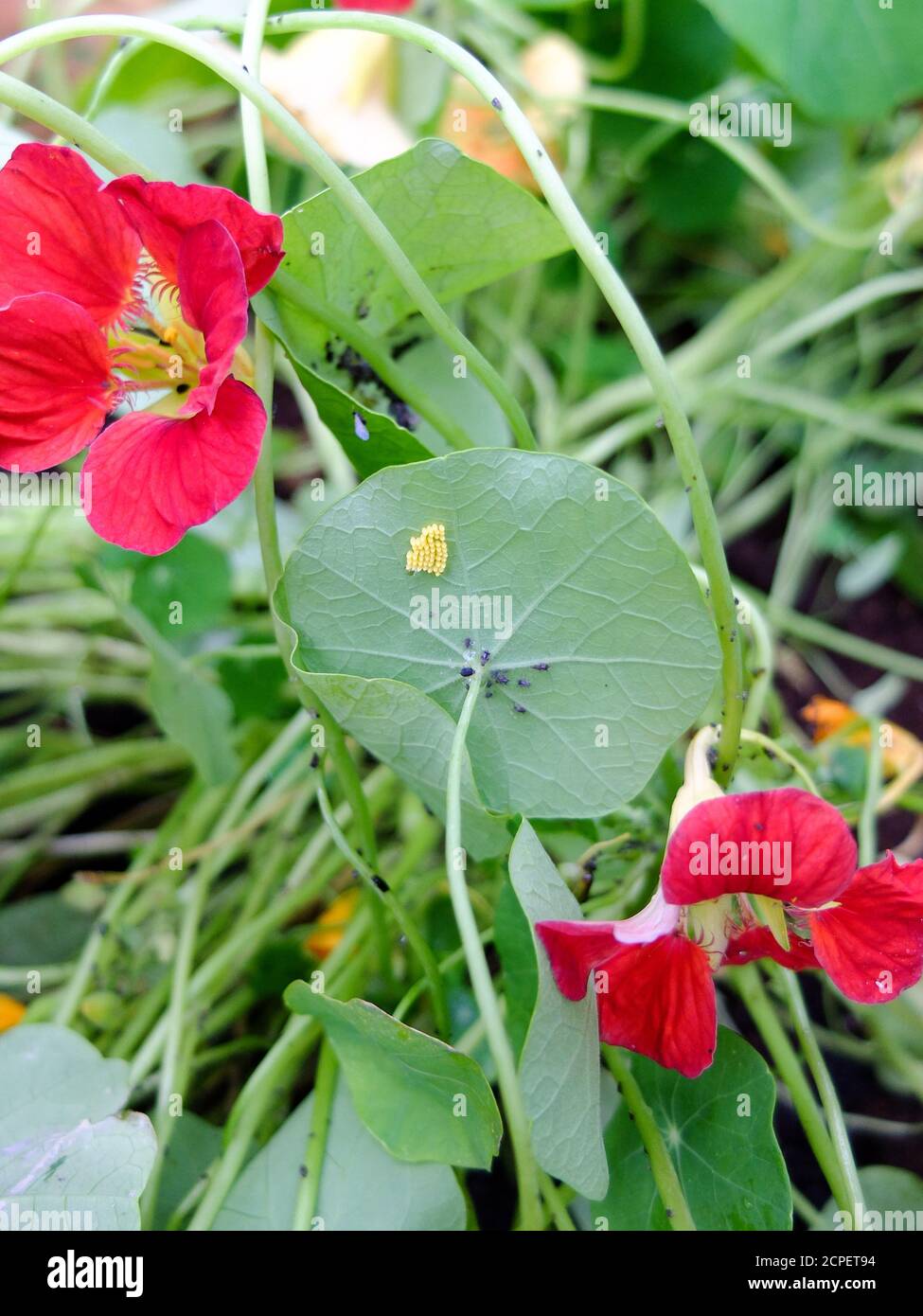 Uova di ladybug su una foglia di nasturzio (Tropaeolum majus) Foto Stock