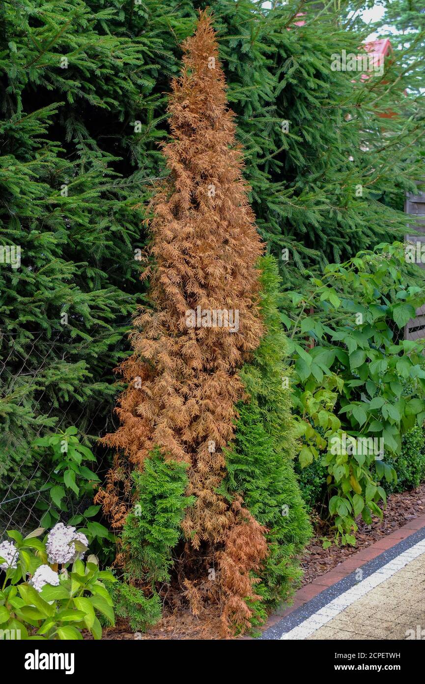 Fungo Pestalotiopsis funerea è la causa della morte sparare degli alberi della vita (thuja) Foto Stock